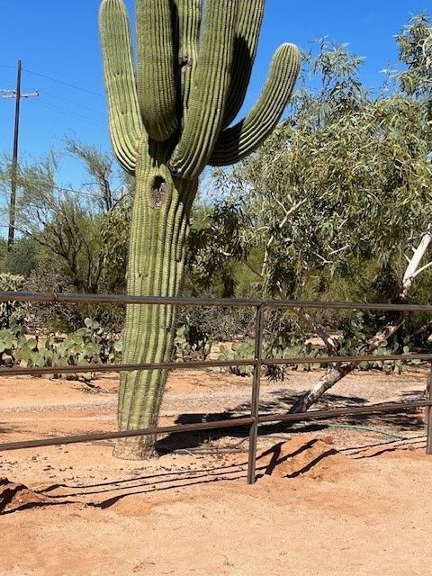 a large saguaro cactus is behind a metal fence