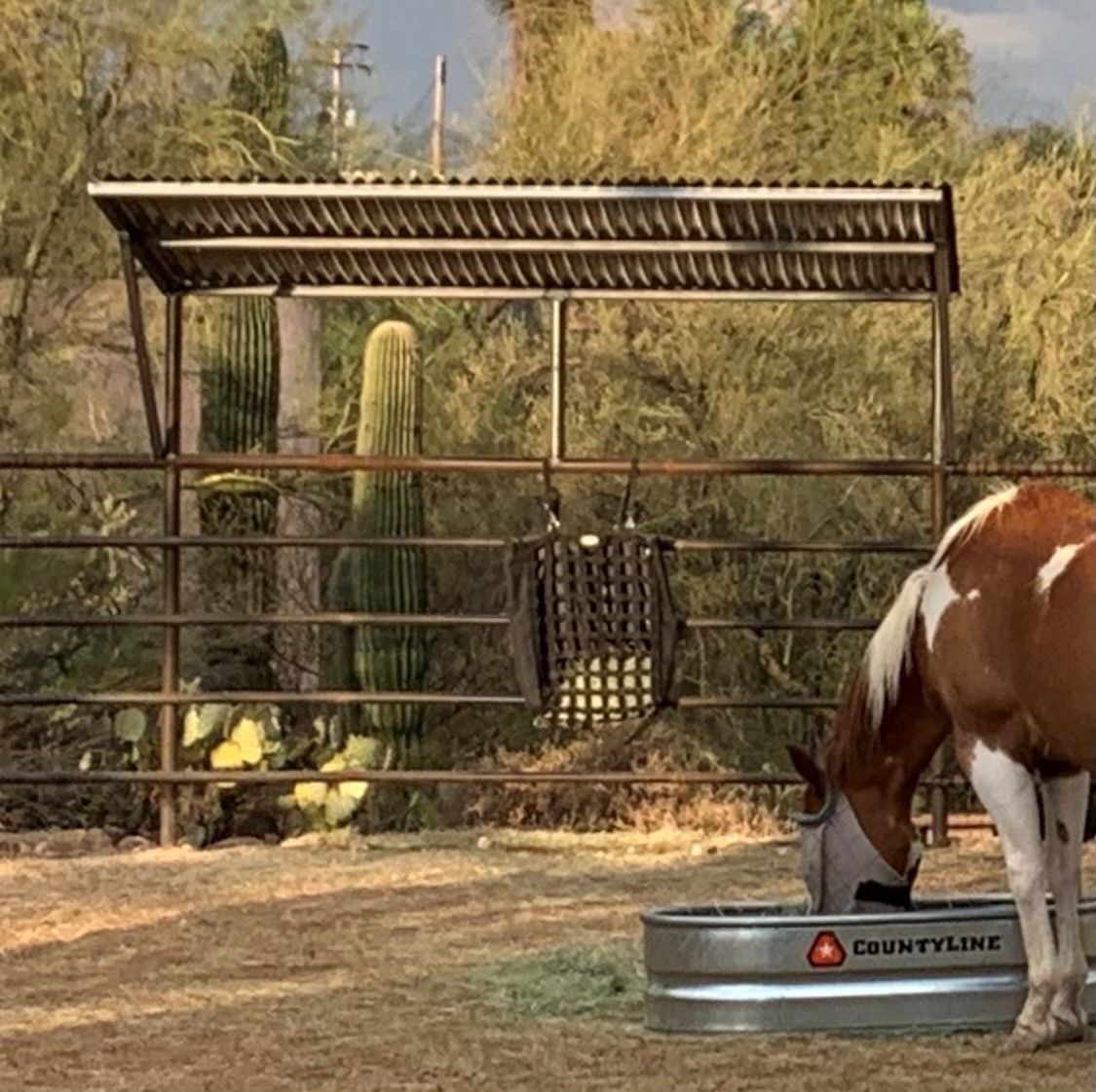 a brown and white horse is drinking water next to a shade