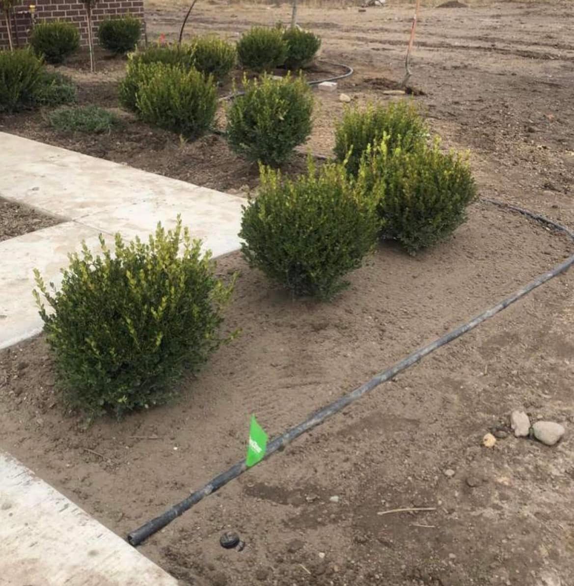 A garden with a green flag in the middle of it