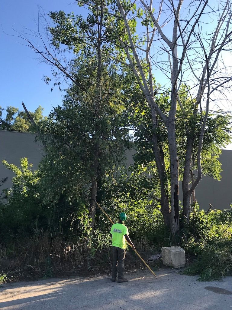 A man in a green shirt is standing next to a tree.