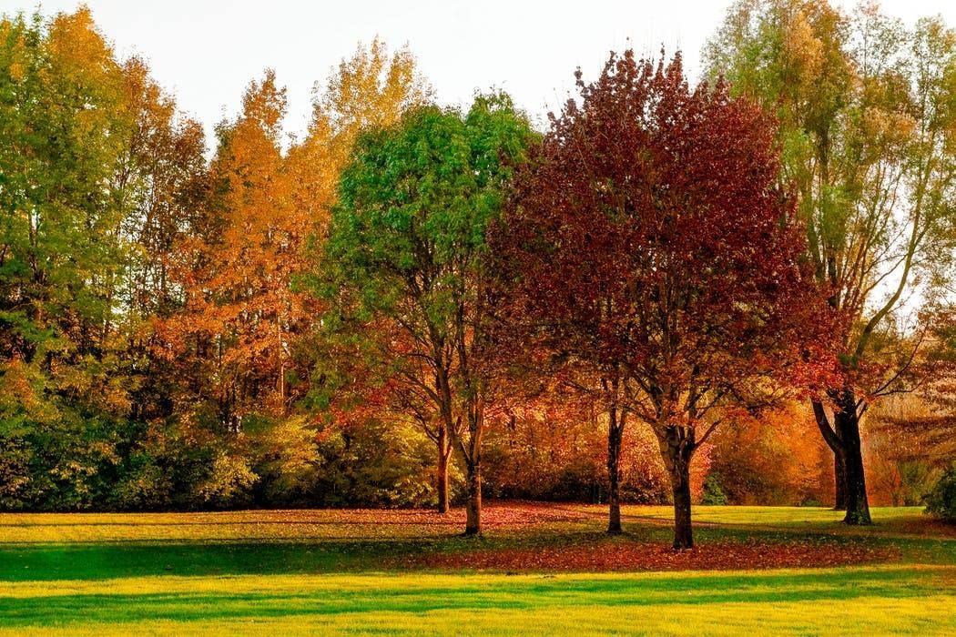 A row of trees in a park with autumn leaves on them.