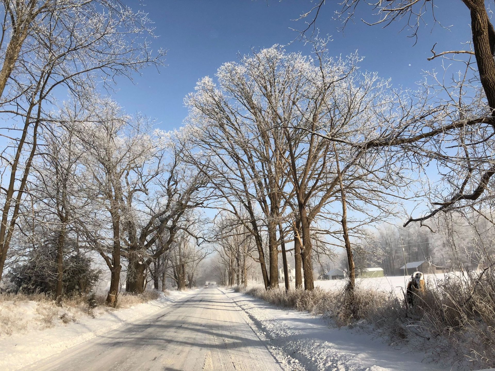 A snowy road with trees covered in snow on a sunny day