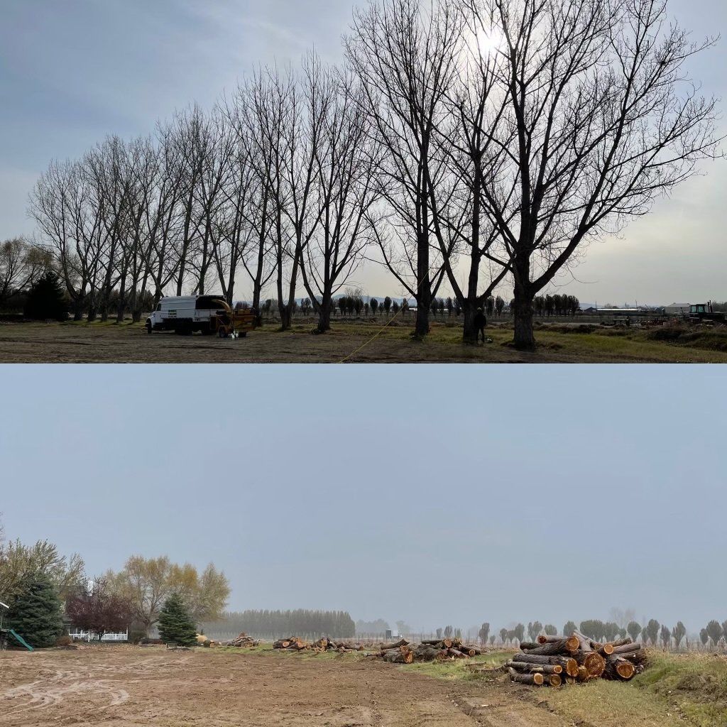 A before and after photo of a field with trees