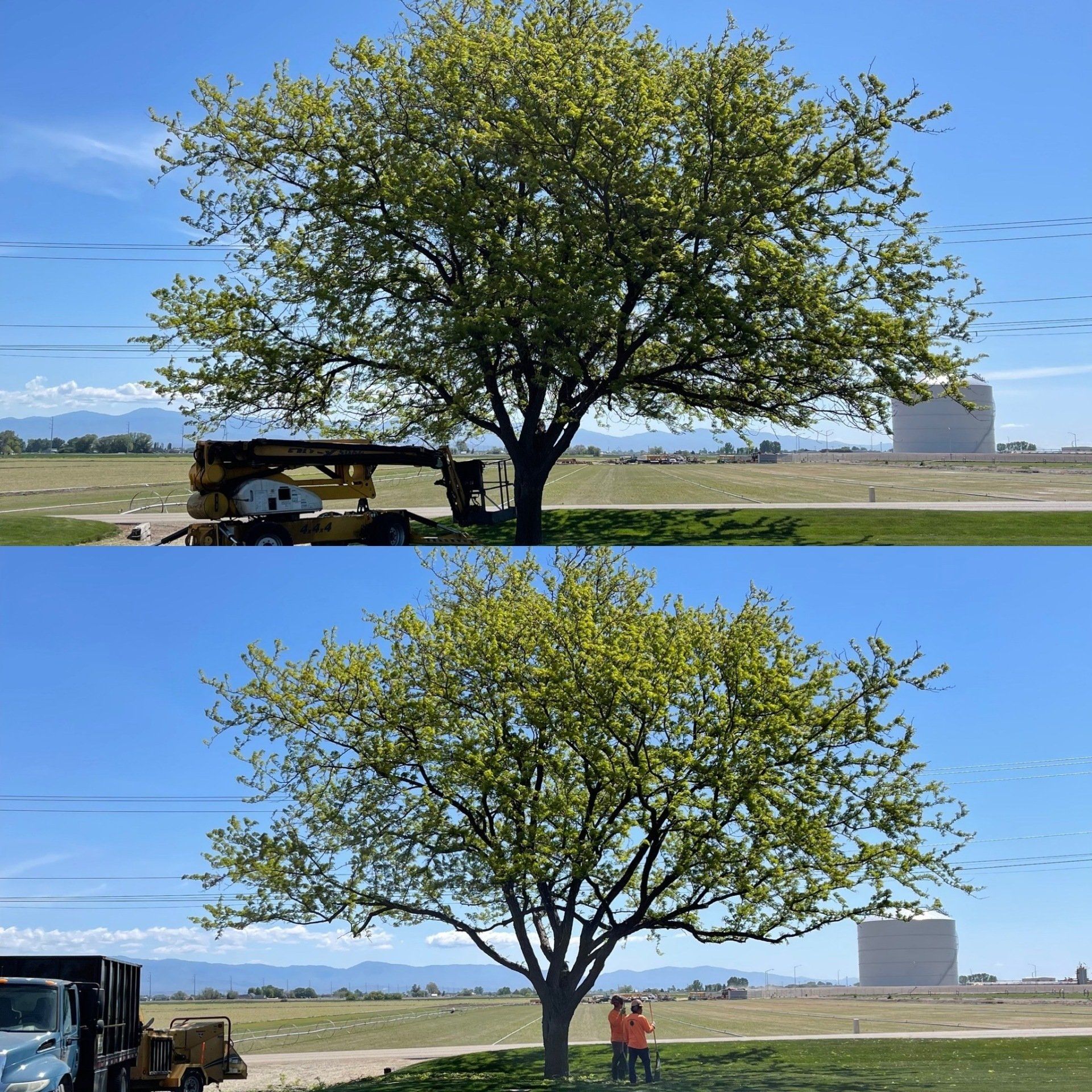 A before and after picture of a tree being cut down