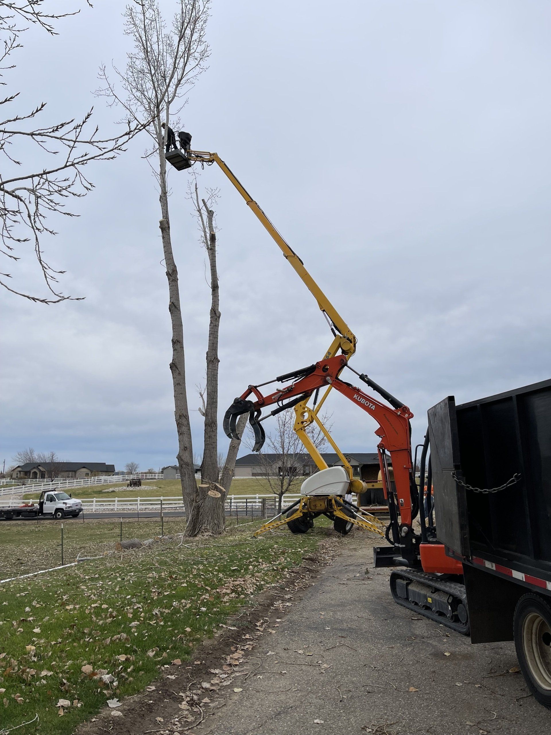 A man is cutting down a tree with a crane.
