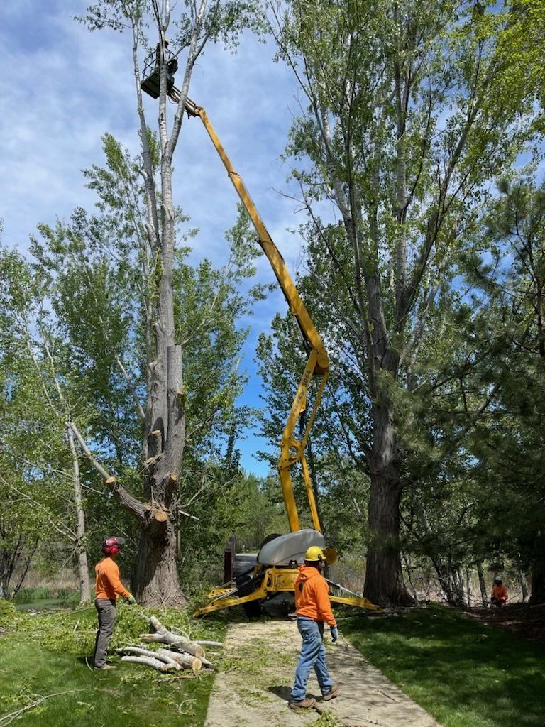 A man is standing next to a crane that is cutting a tree.
