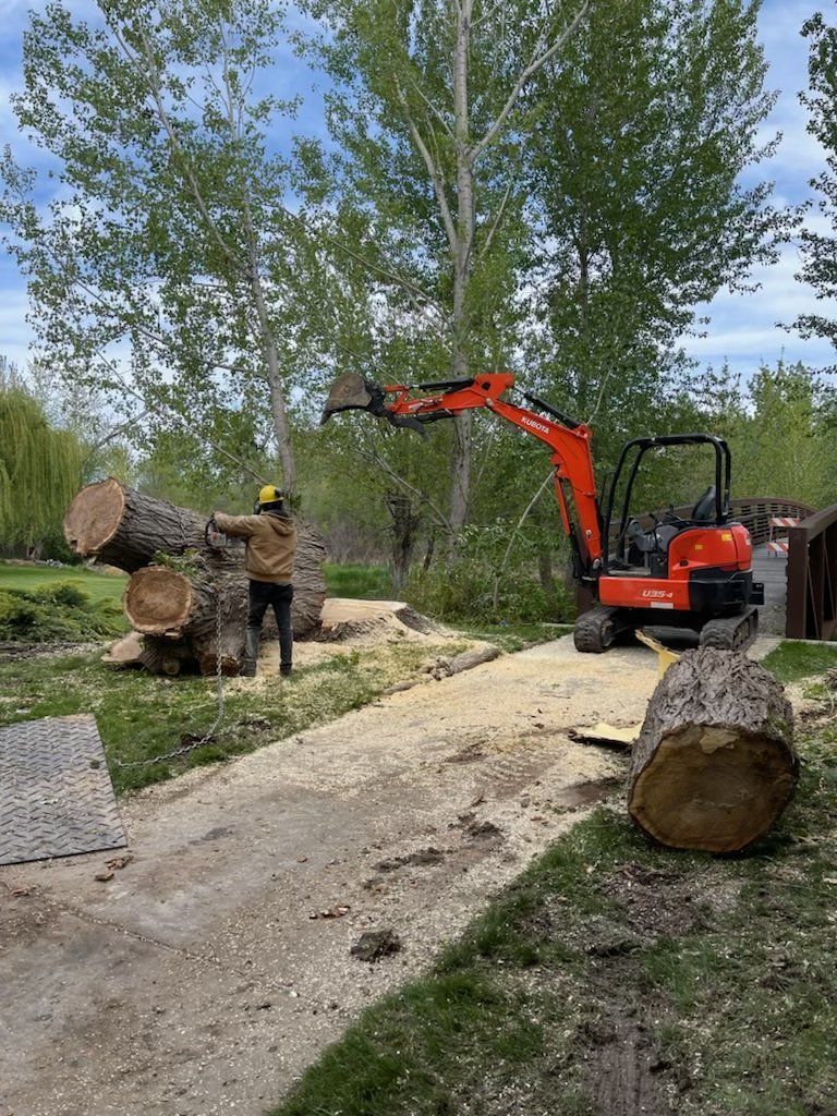 A man is cutting a large tree trunk with an excavator.