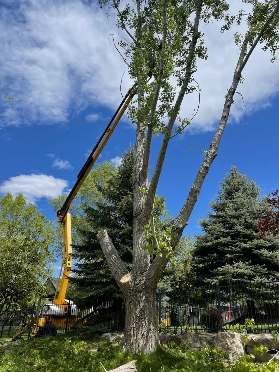 A large tree is being cut down by a crane.