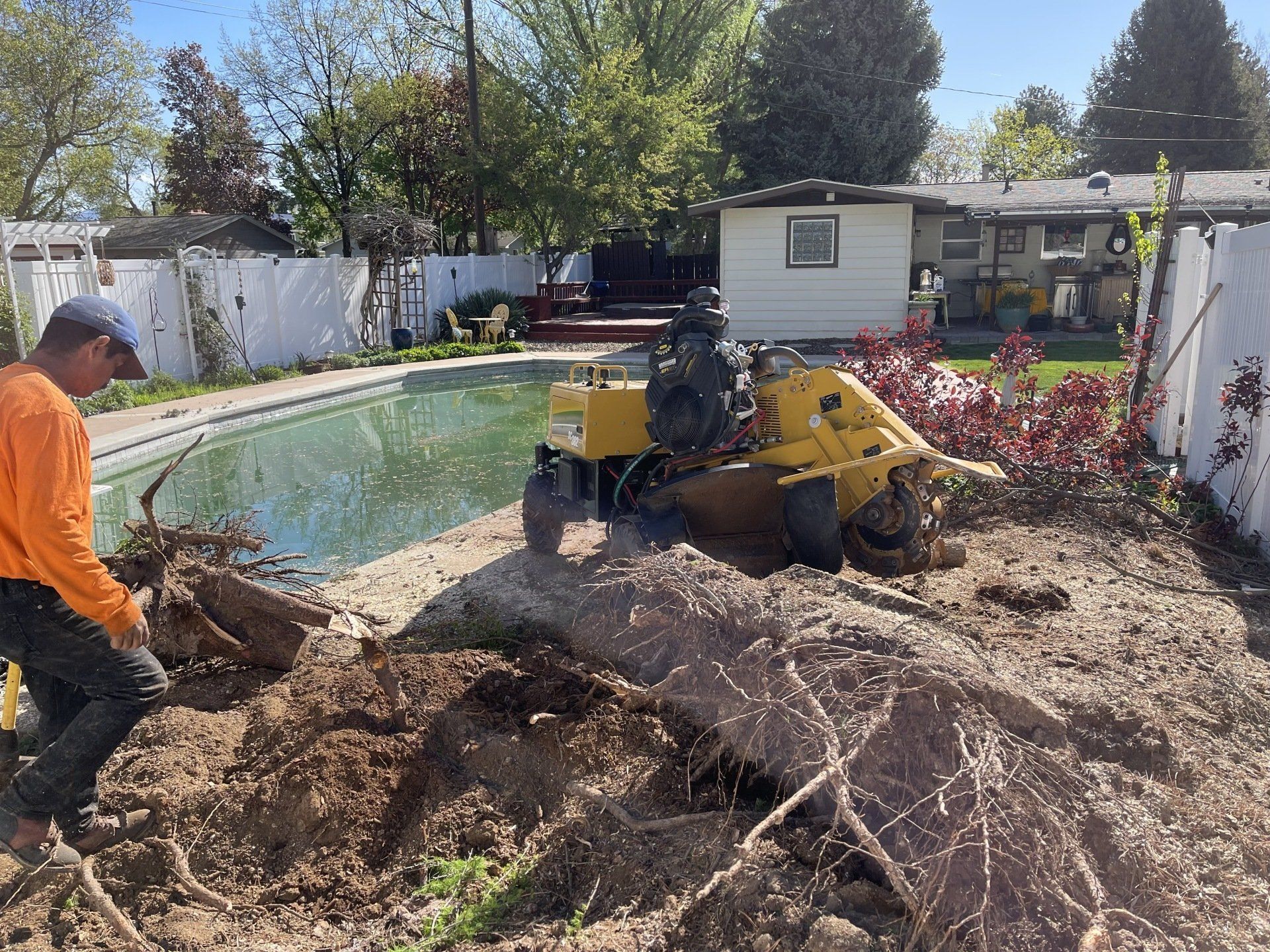 A man is using a stump grinder to remove a tree stump in front of a pool.