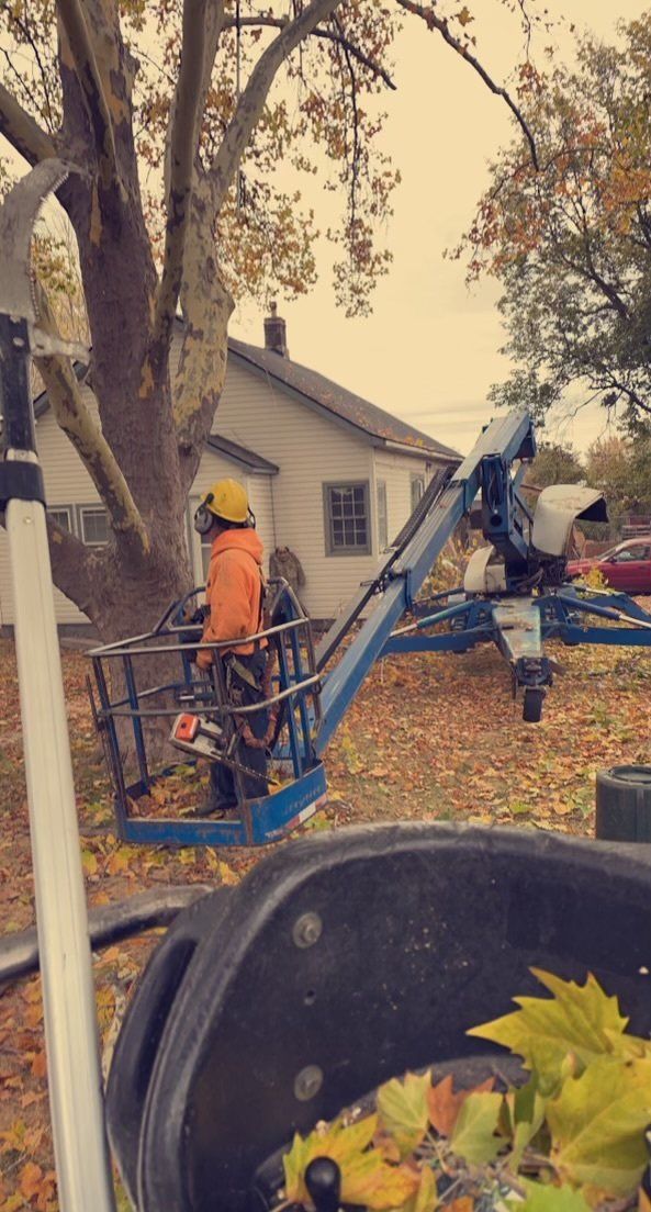 A man is cutting a tree on a lift in front of a house.
