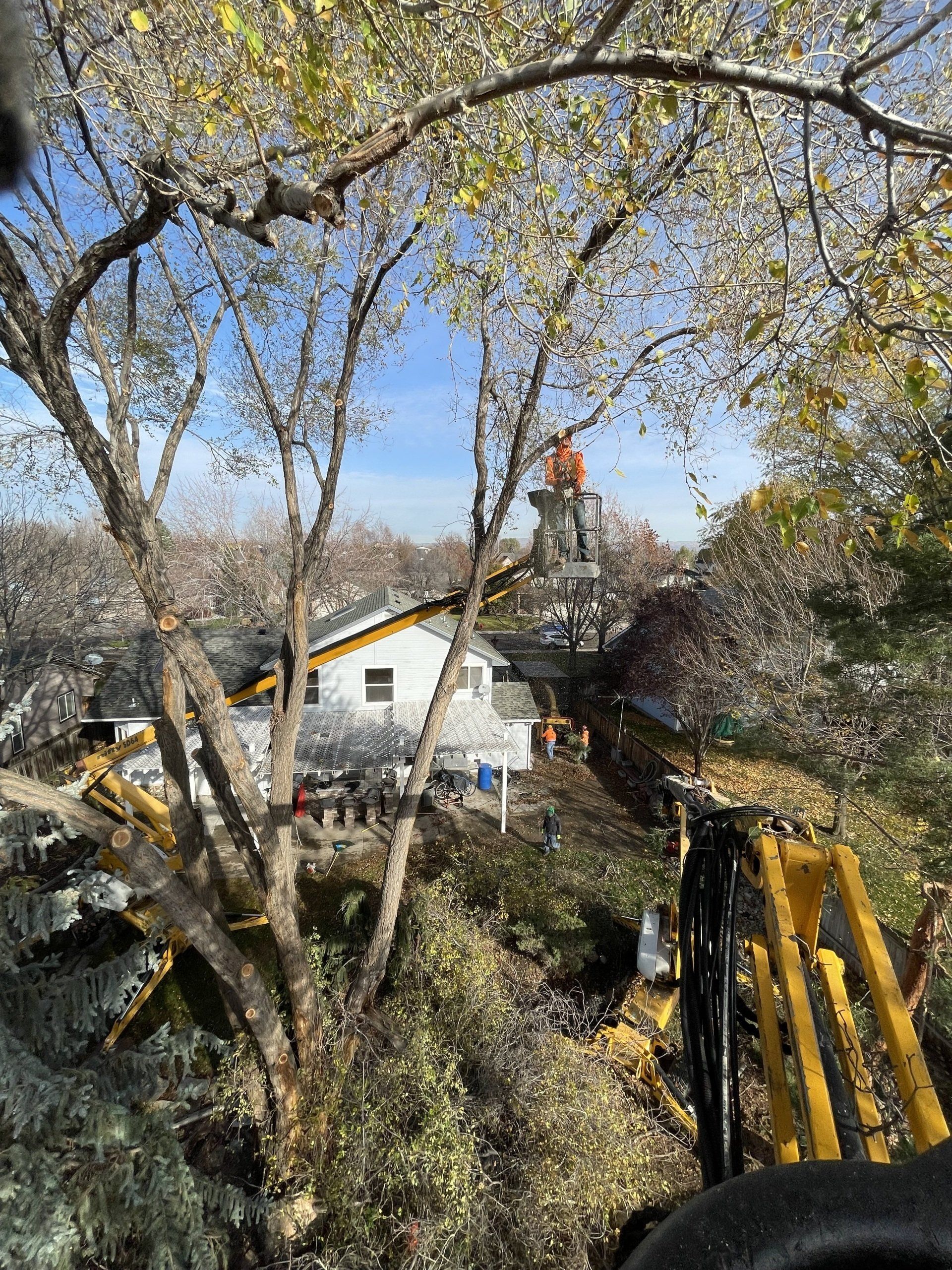 A man in a bucket is cutting a tree in front of a house.