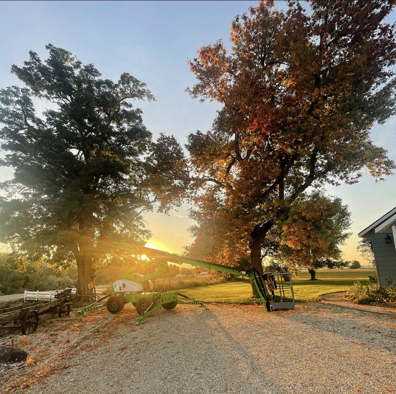 The sun is setting behind the trees in the yard