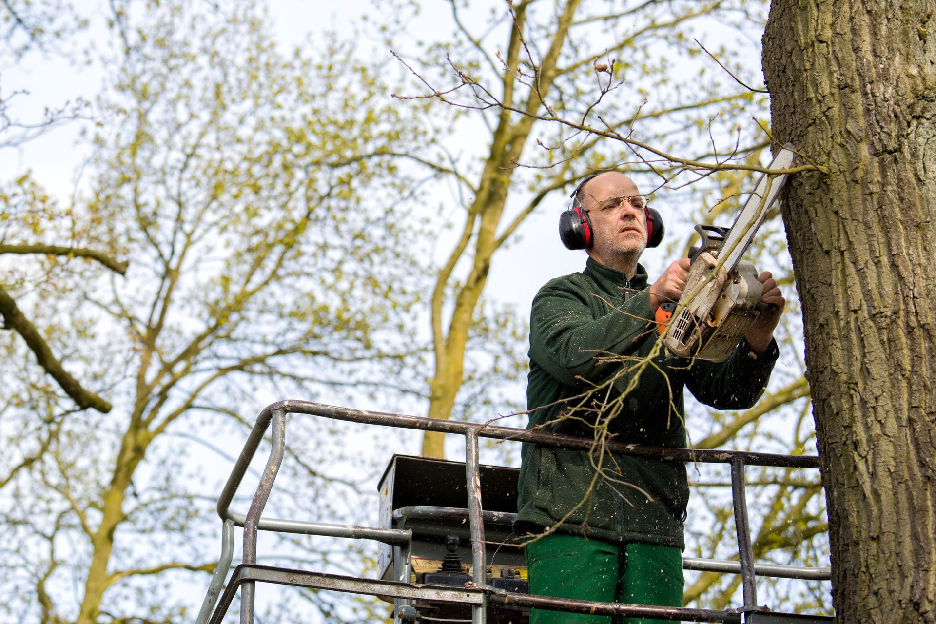 tree trimming service