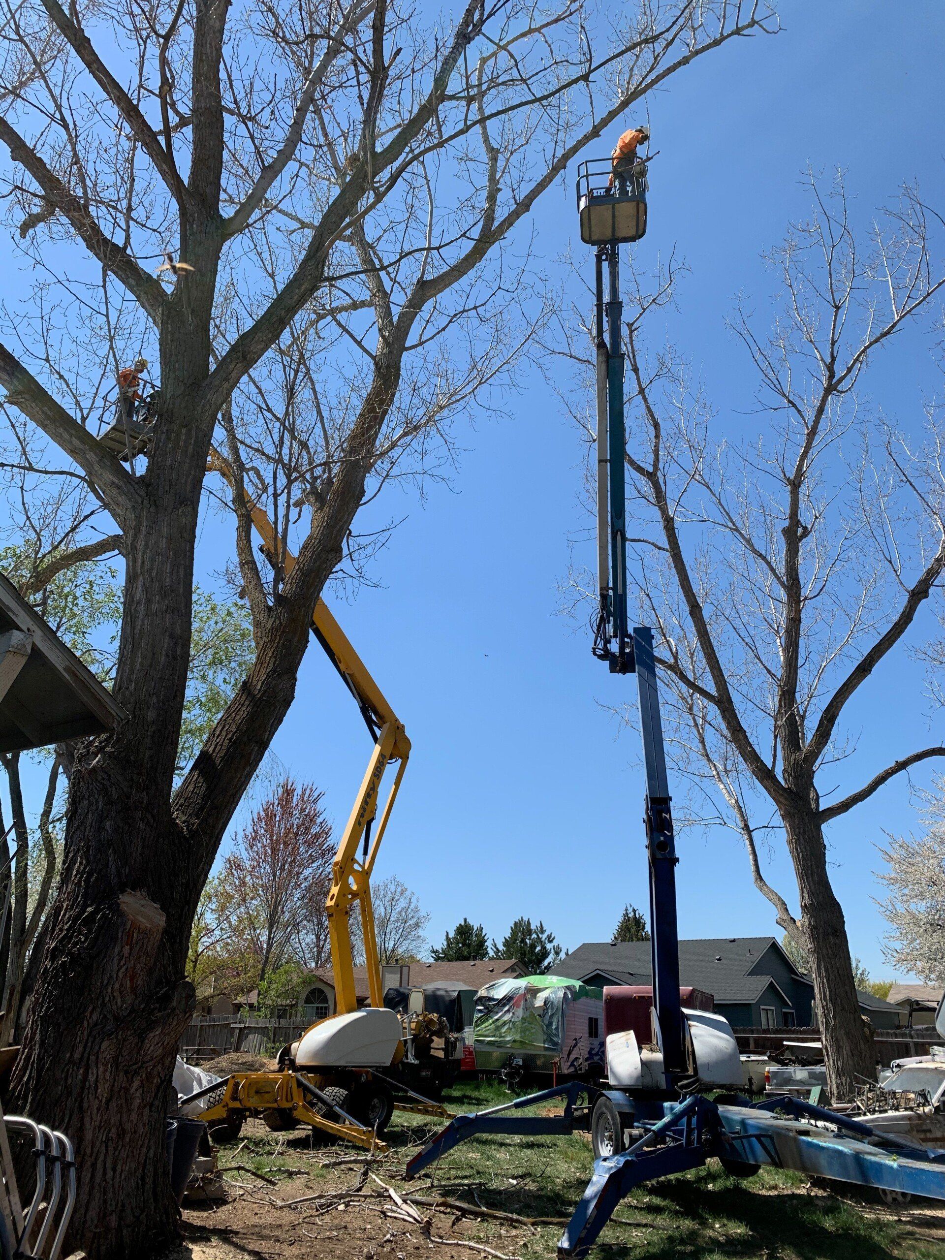 A man is cutting a tree with a crane.