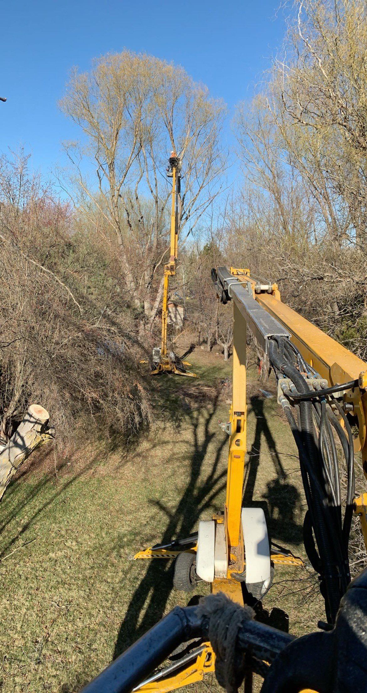 A yellow crane is cutting a tree in a field.