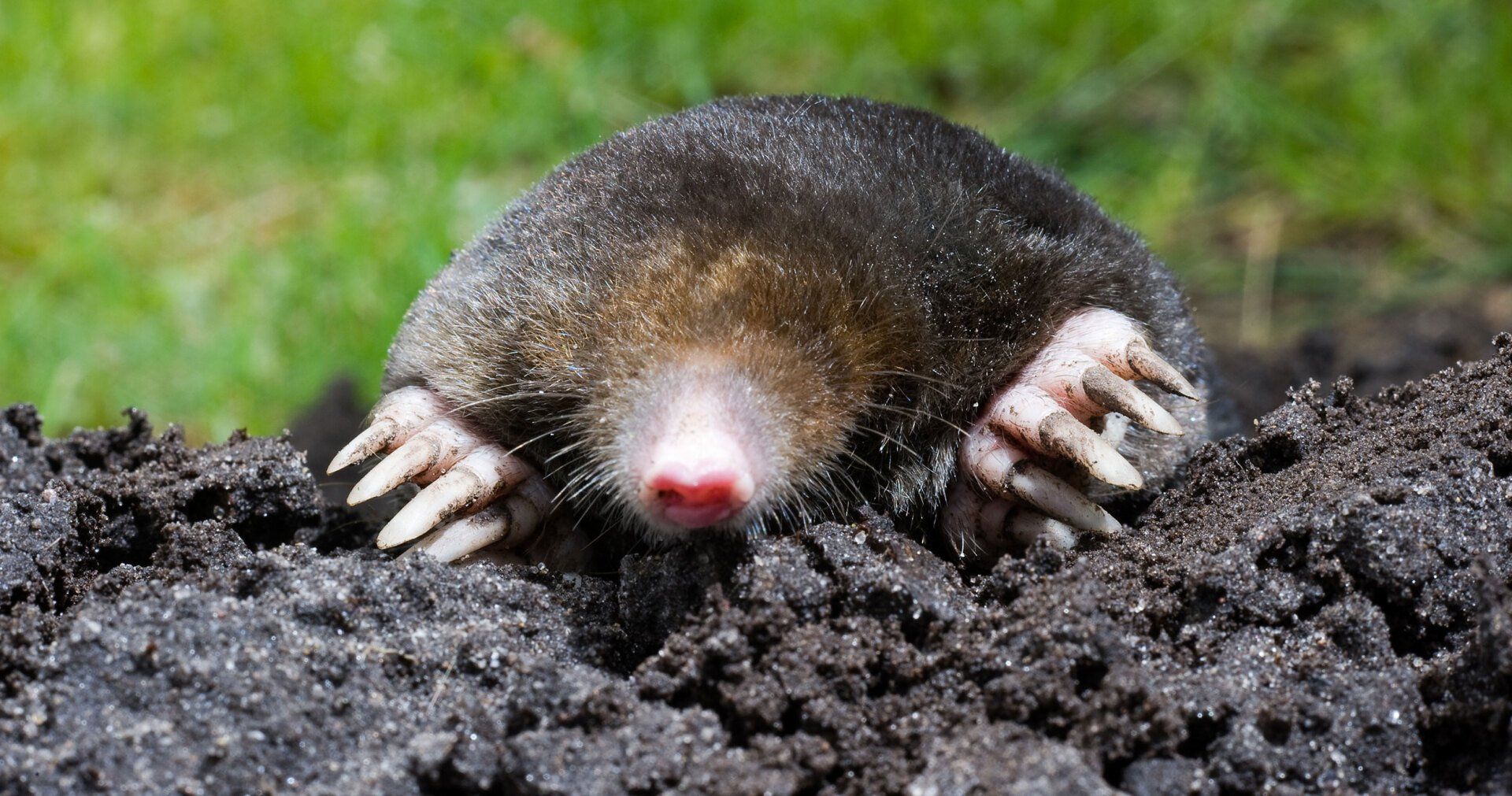 Moles and gophers