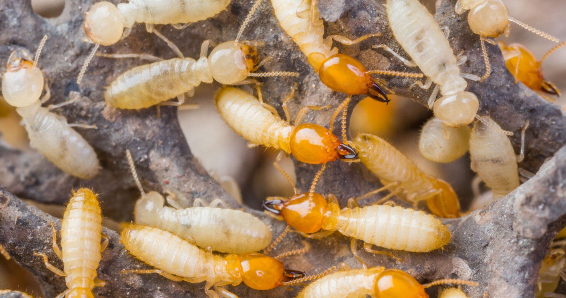 Termites