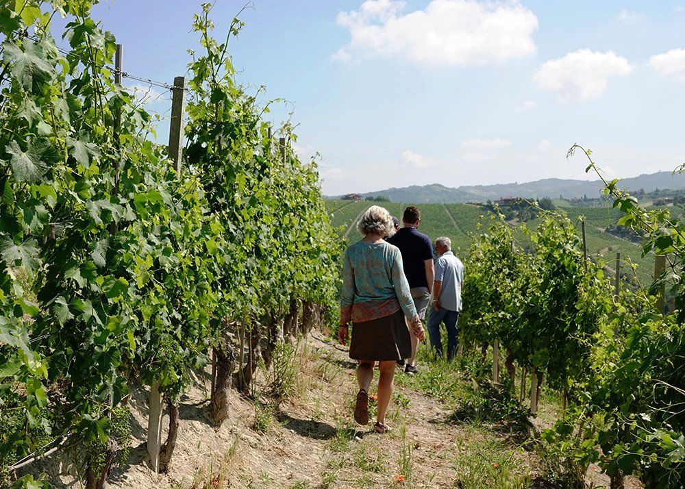 A group of people are walking through a vineyard.