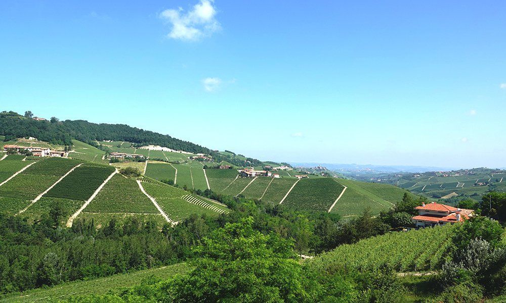 A view of a vineyard with a blue sky in the background.