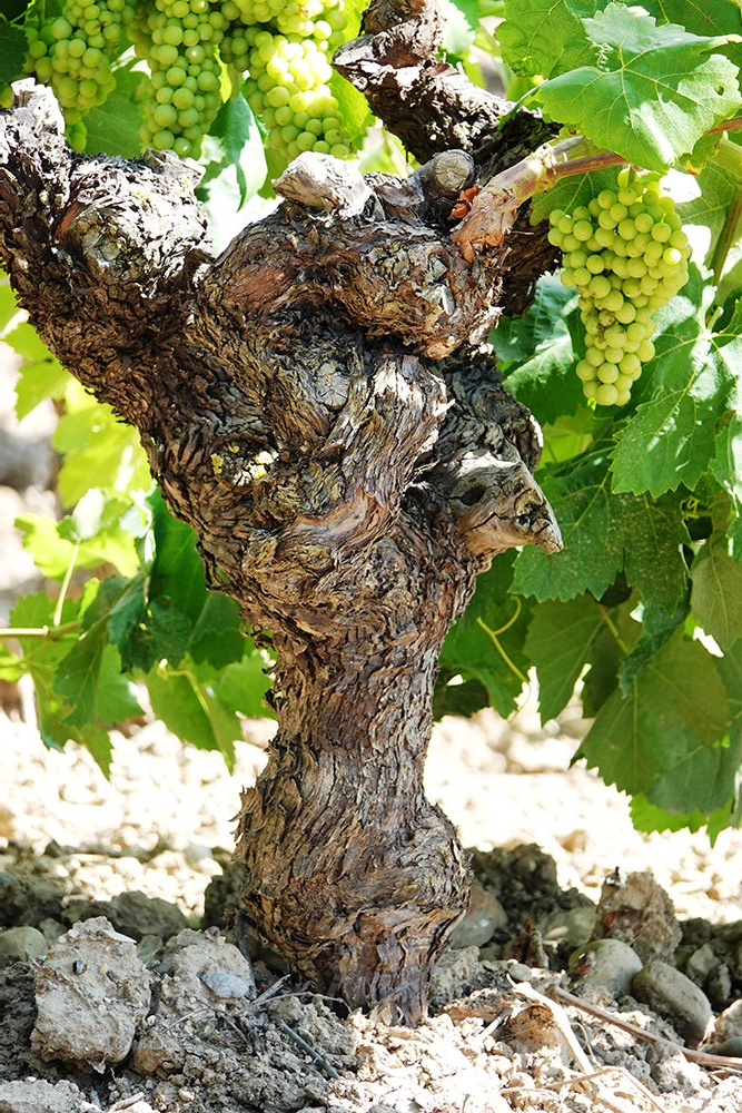 A close up of a tree with grapes growing on it.
