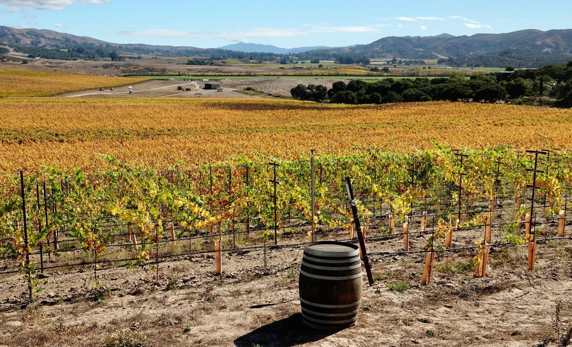 fall in the vineyard
