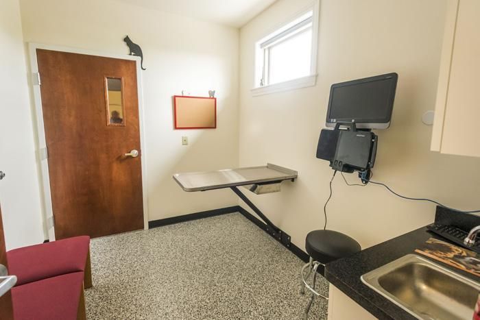 Exam room: exam table, sink, monitor, door, small window, black cat decal.