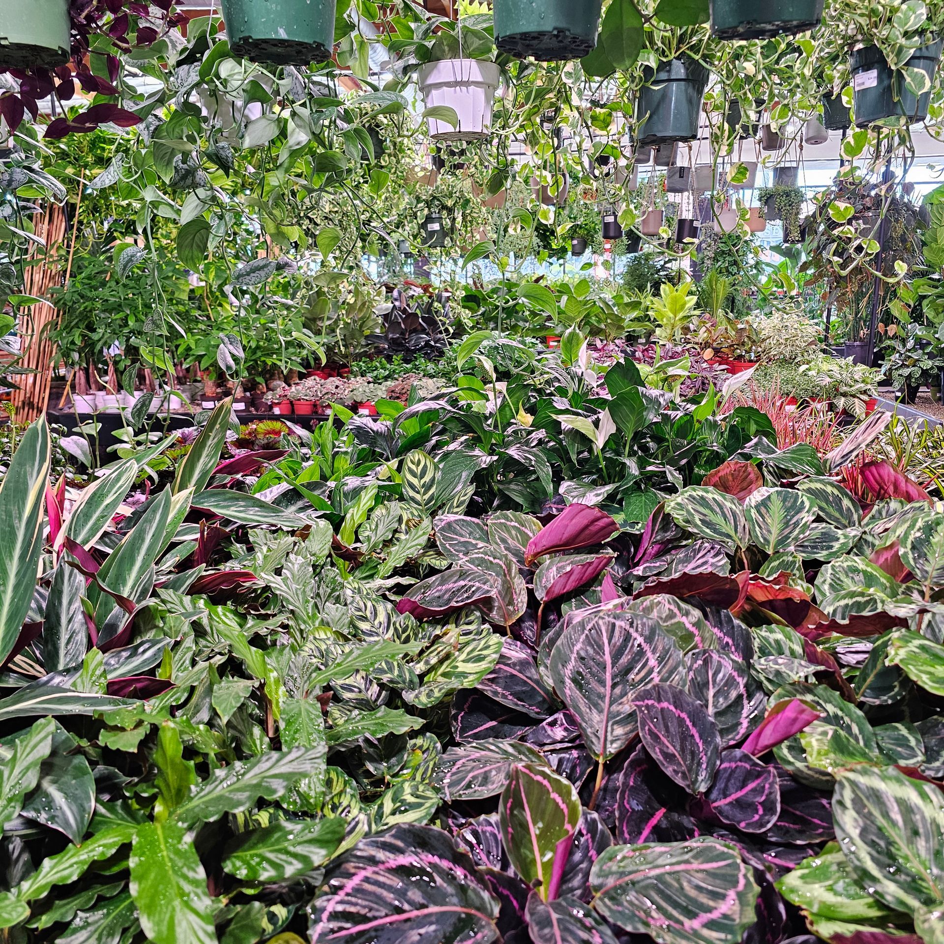 A vibrant indoor plant shop with various lush green and colorful foliage, and hanging baskets.