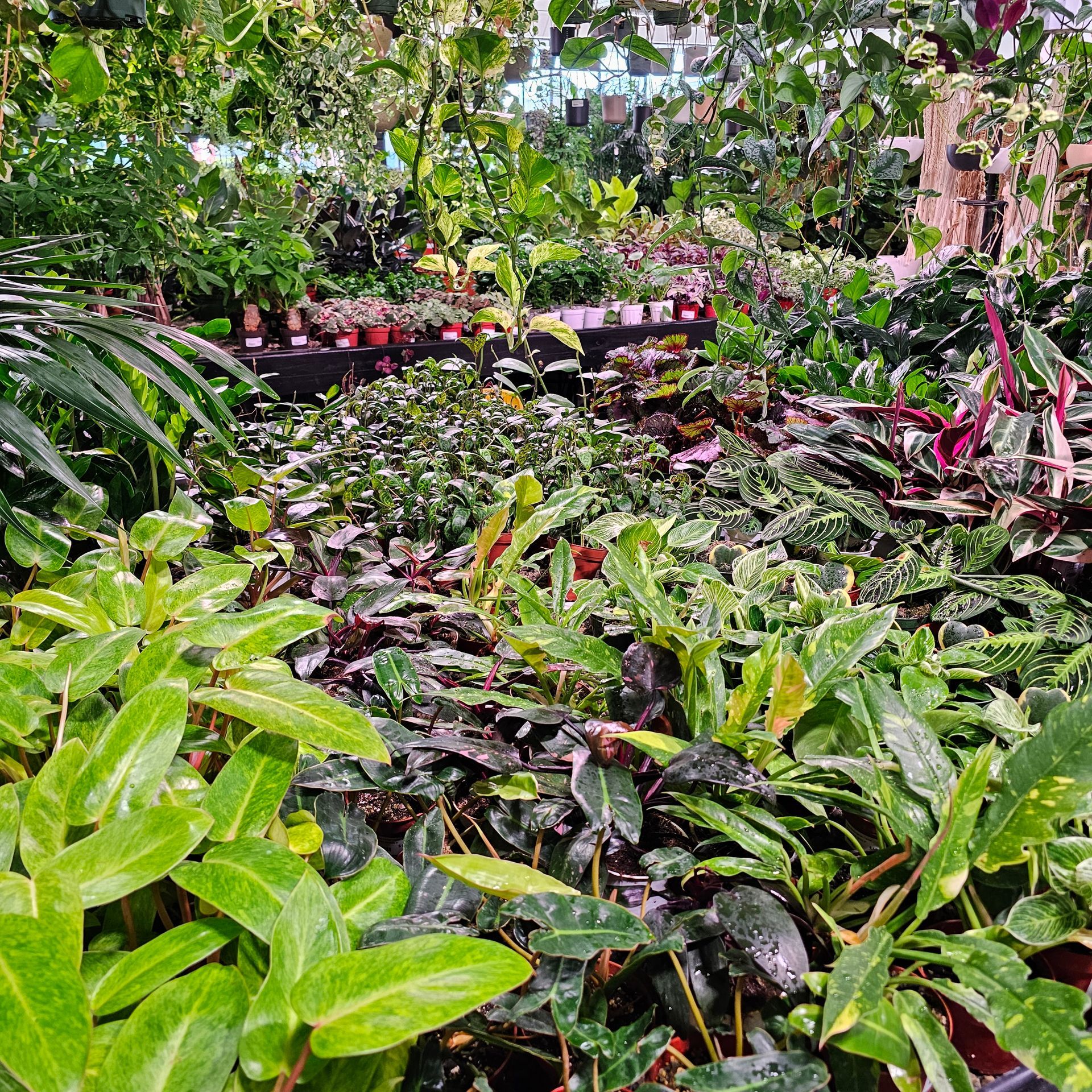 Lush indoor plant nursery filled with various green plants of different sizes and shapes.