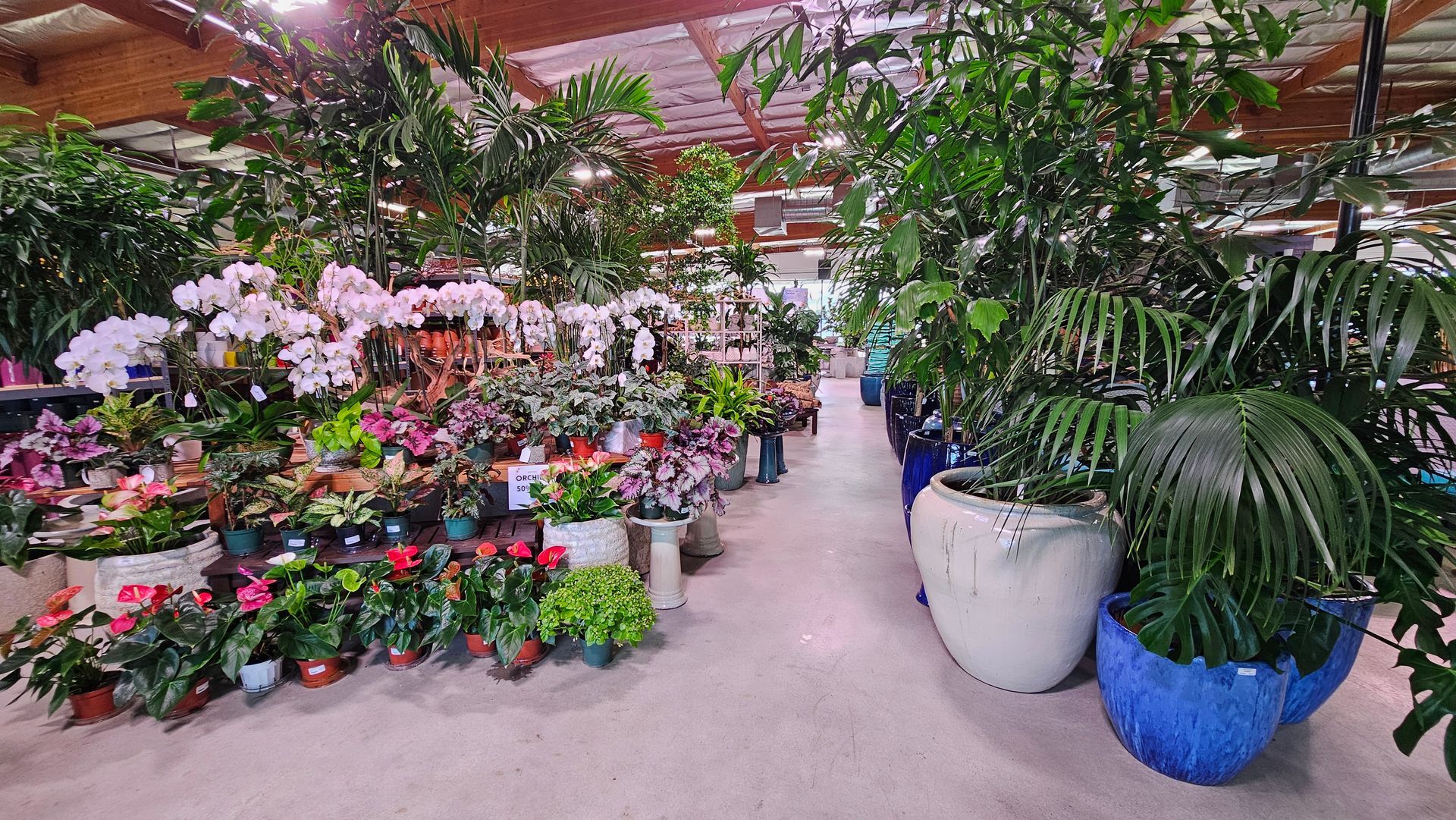 Inside a greenhouse: Rows of flowering plants, orchids, and foliage.