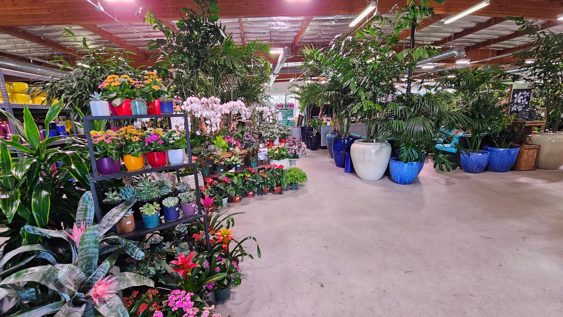 Interior of a plant shop with rows of colorful potted plants and flowers.