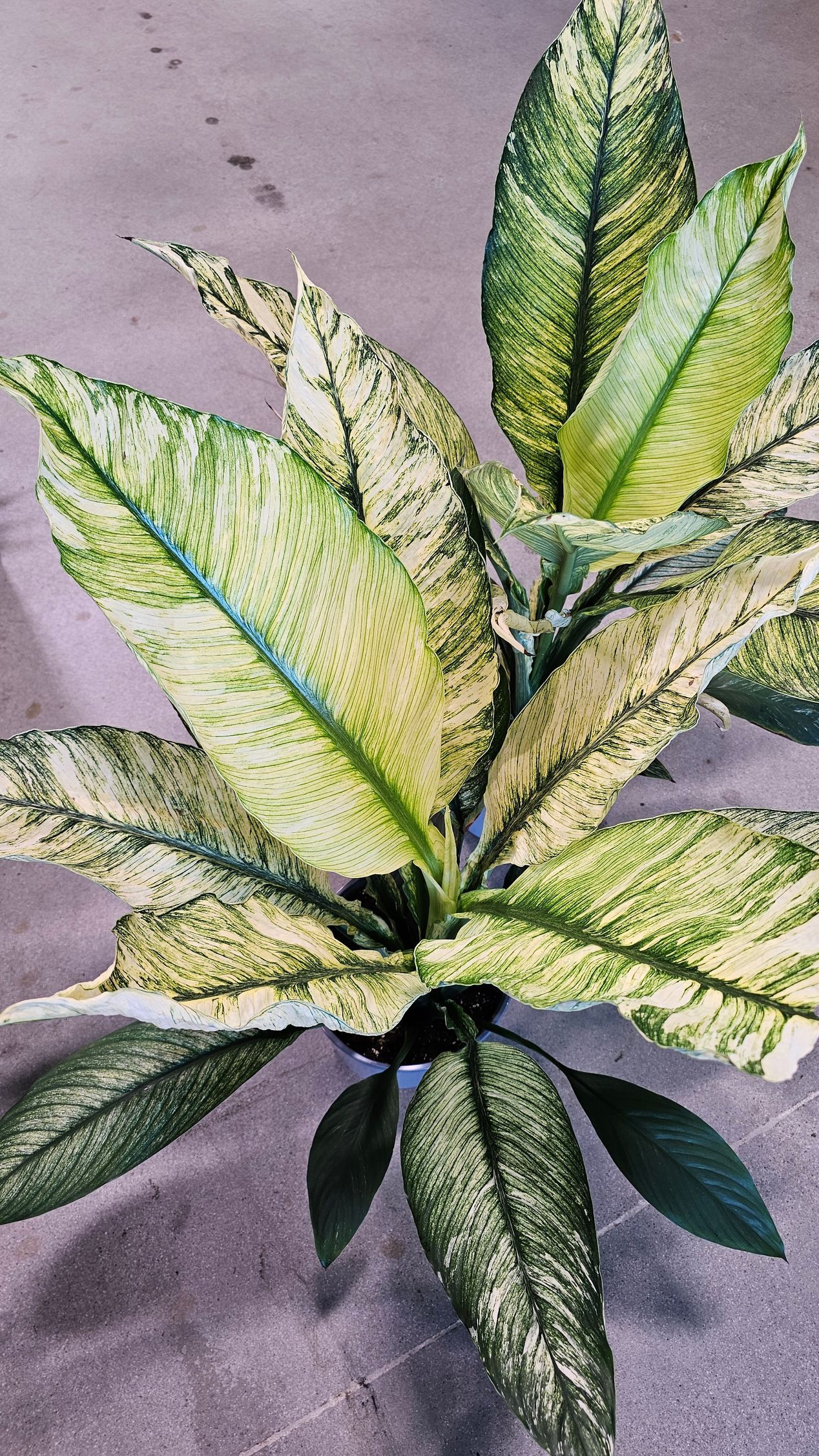Variegated plant with speckled green and yellow leaves.