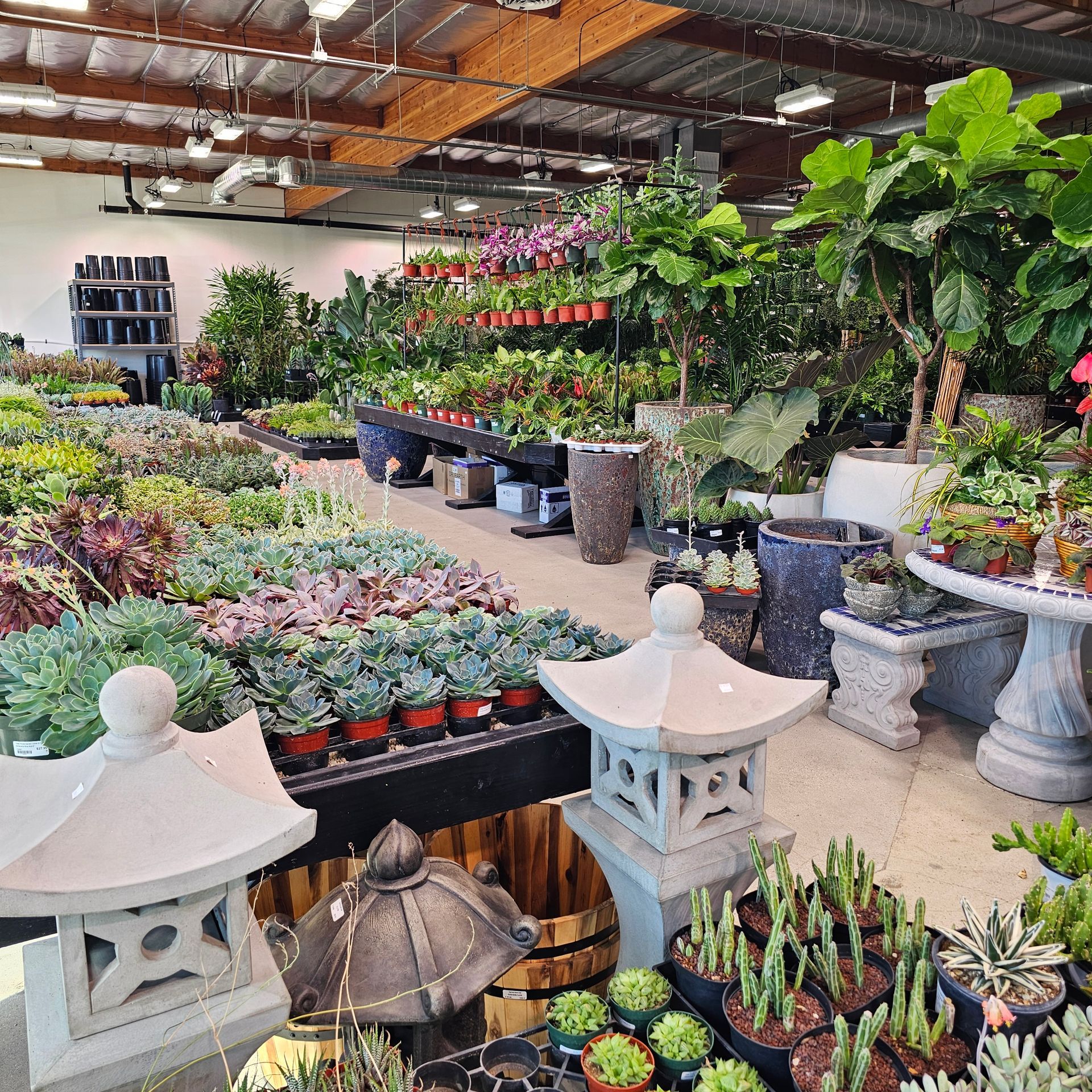 Indoor plant nursery with various succulents, flowers, and decorative items.
