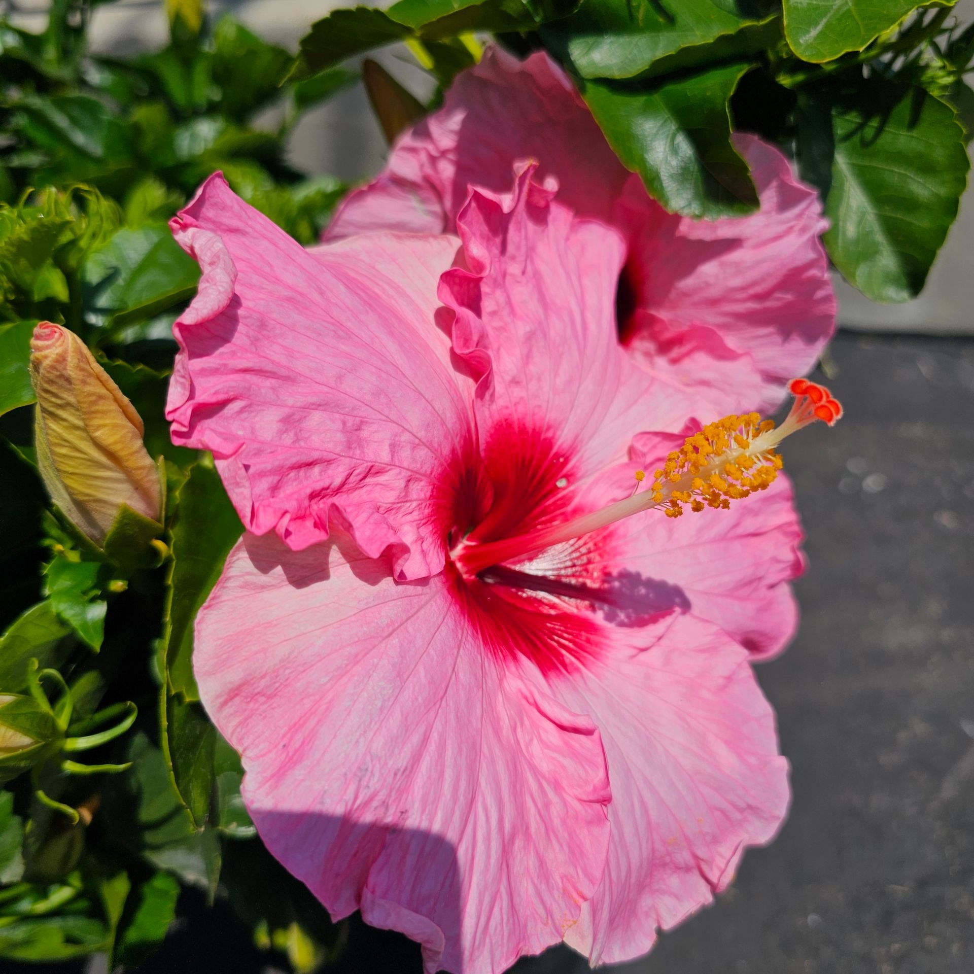Pink hibiscus flowers in bloom, with green leaves and a dark setting.