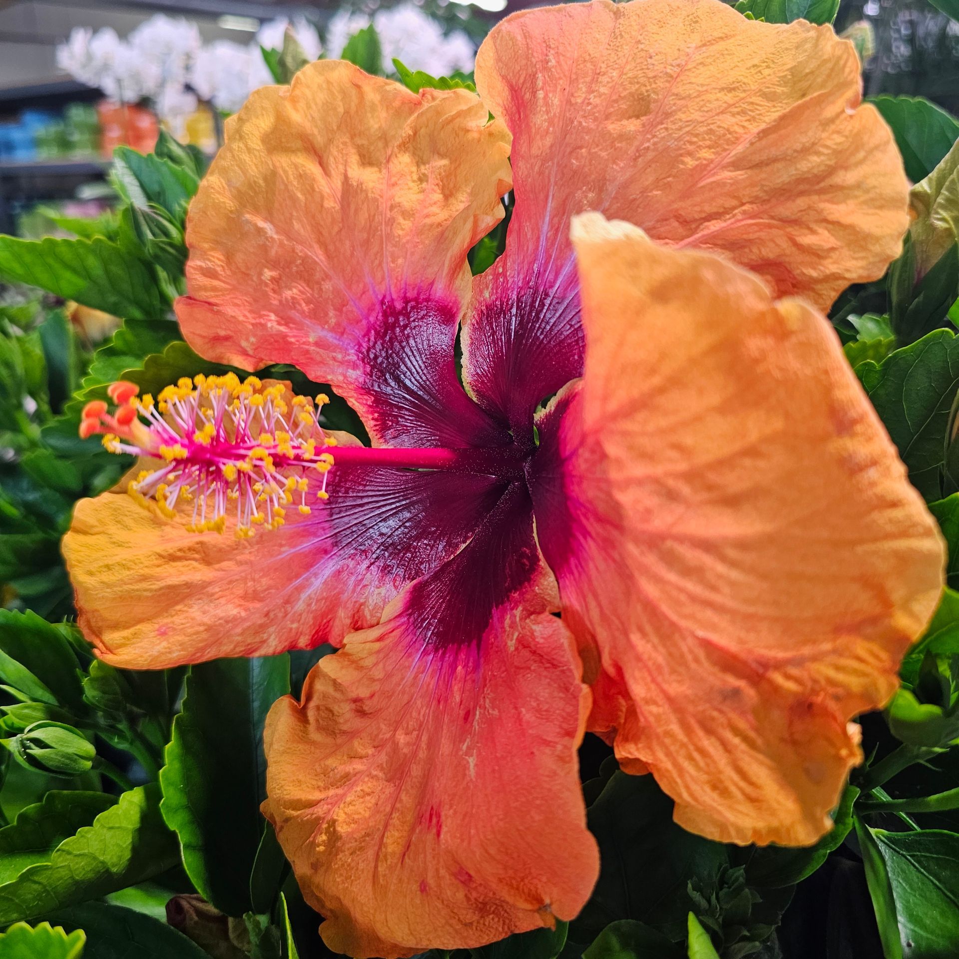 Orange hibiscus flower with a dark purple center and yellow stamen.
