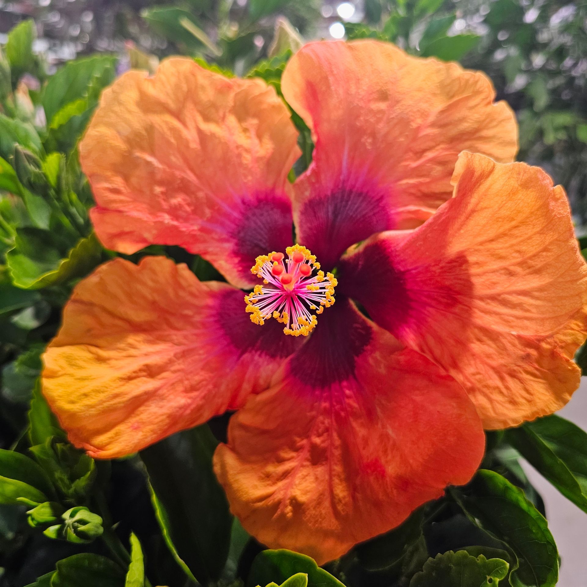 Orange hibiscus flower with a dark red center, surrounded by green leaves.