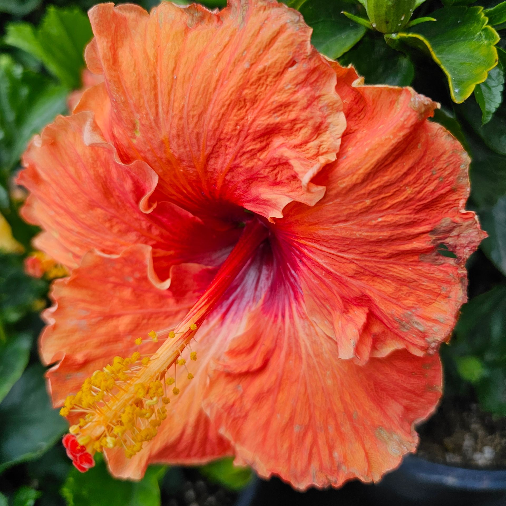 Orange hibiscus flower with red center and prominent stamen.