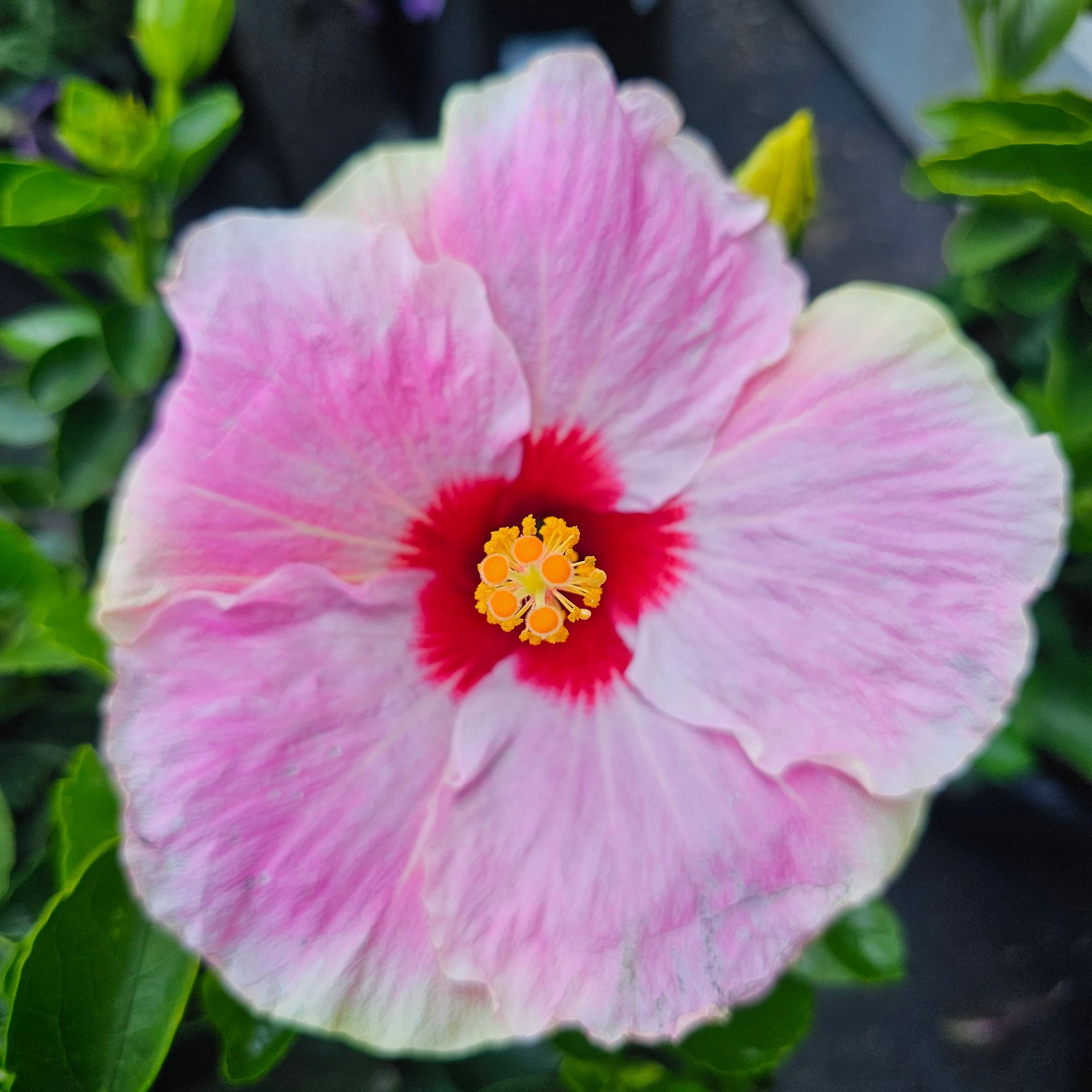 Pink hibiscus flower with a red center and yellow stamens.