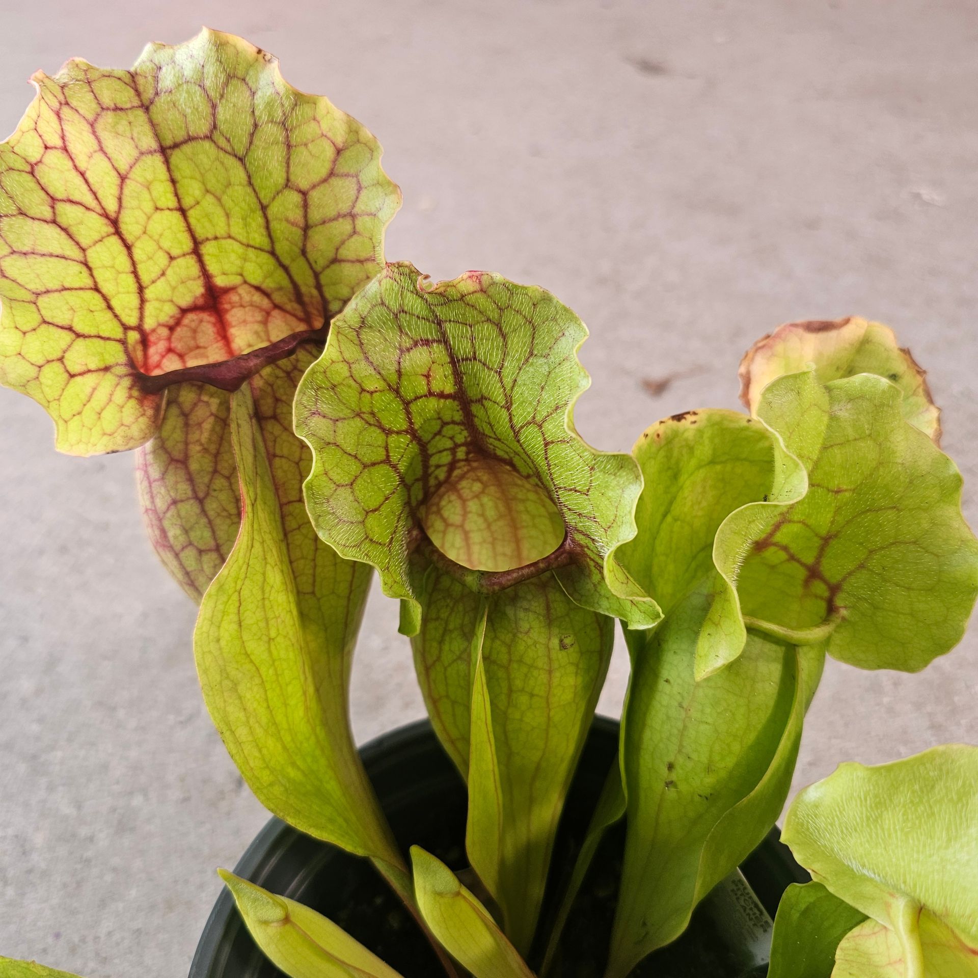 Pitcher plants in a dark pot, green and yellow with red veins.