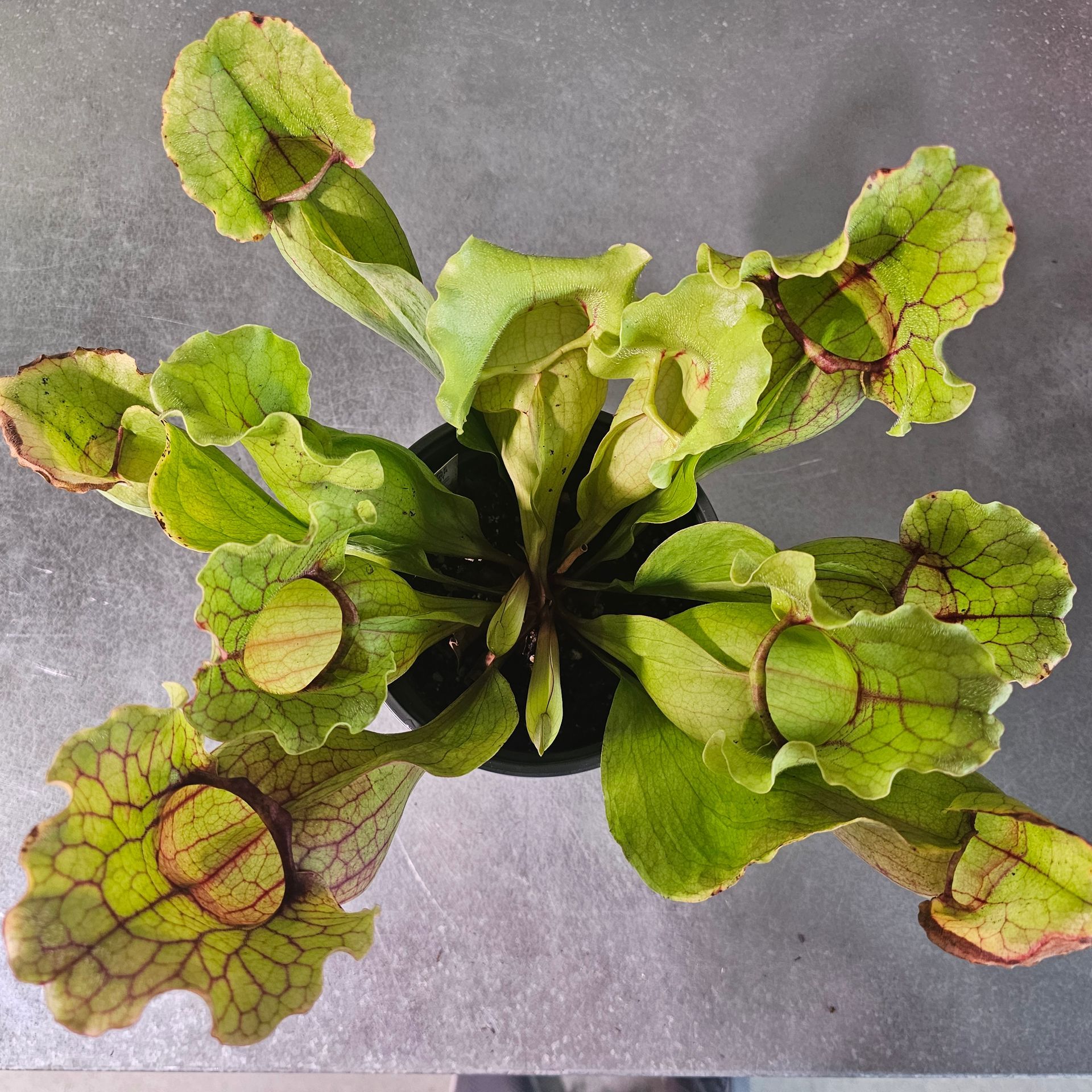 Overhead view of a pitcher plant in a black pot with green and red-veined leaves.
