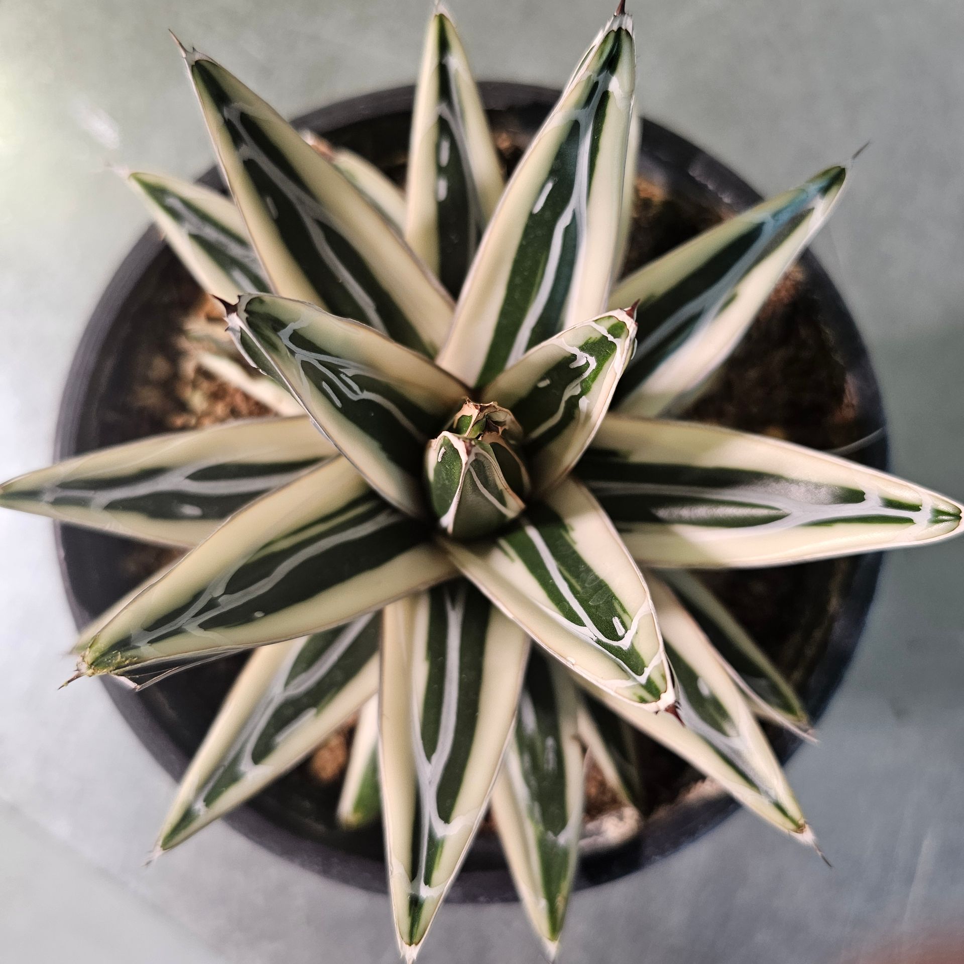 Top-down view of a potted succulent with cream and green striped leaves.