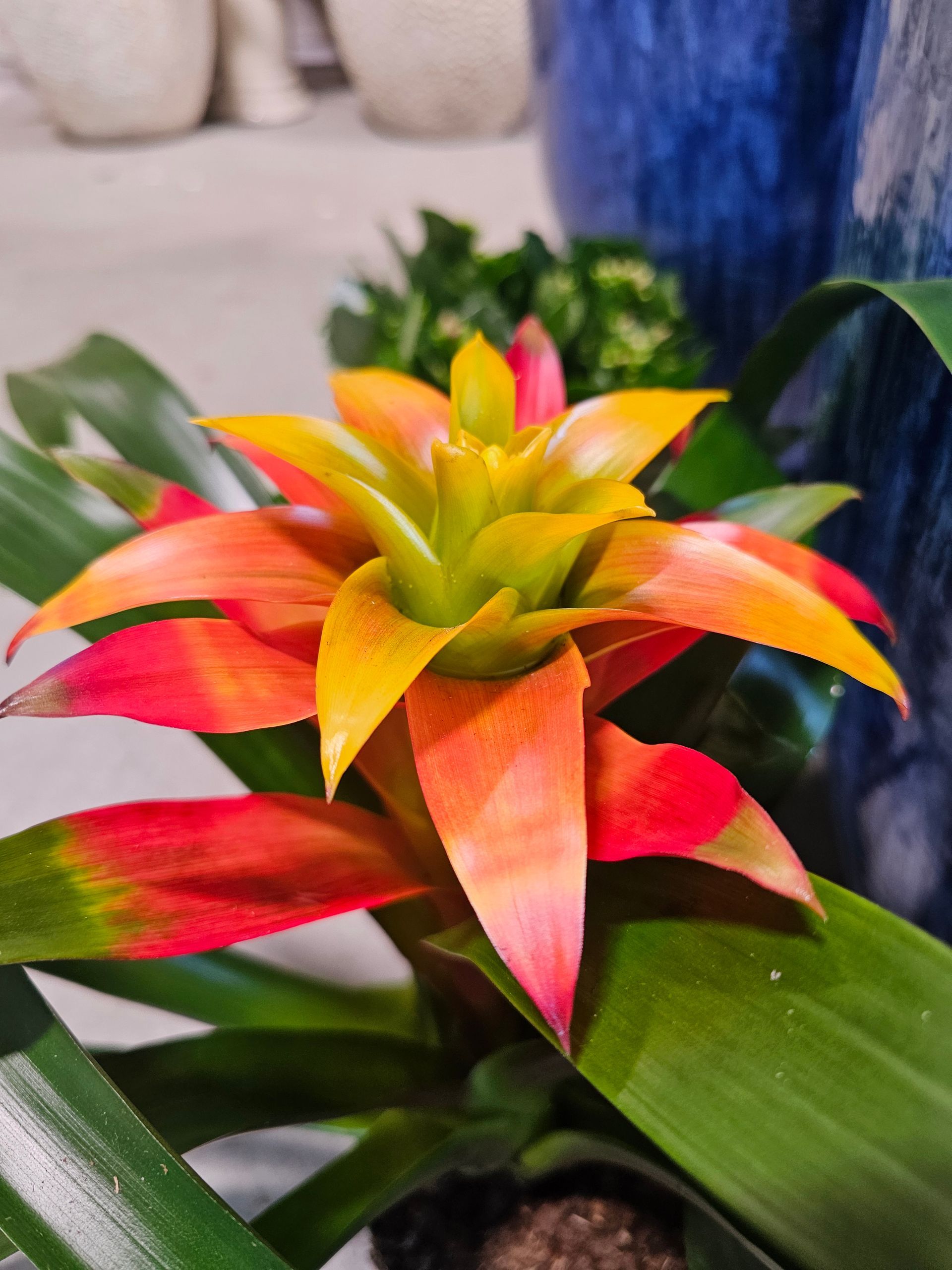 A vibrant orange, yellow, and red bromeliad flower with green leaves.