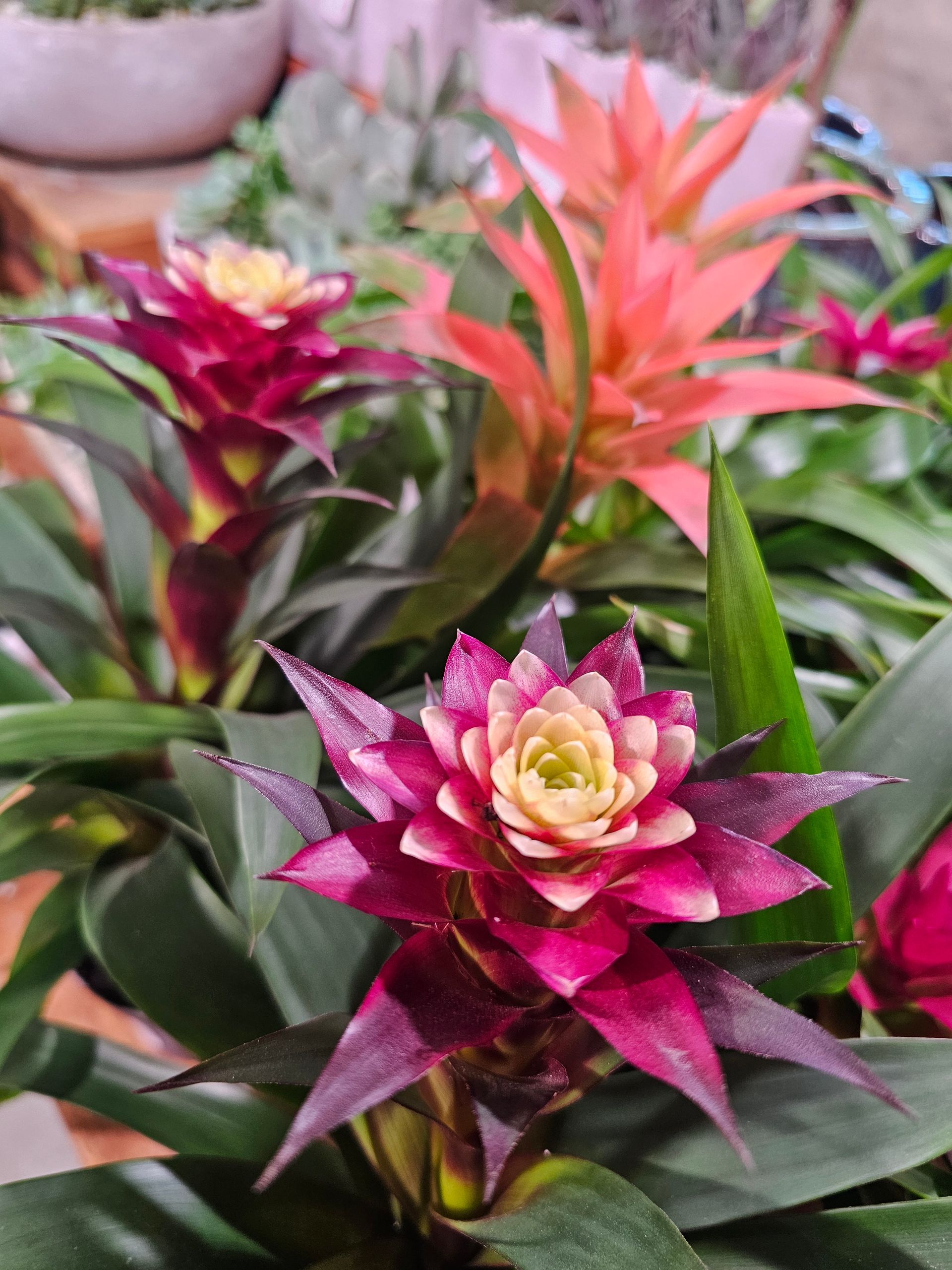 Bromeliads with vibrant pink, orange, and green leaves in a pot.