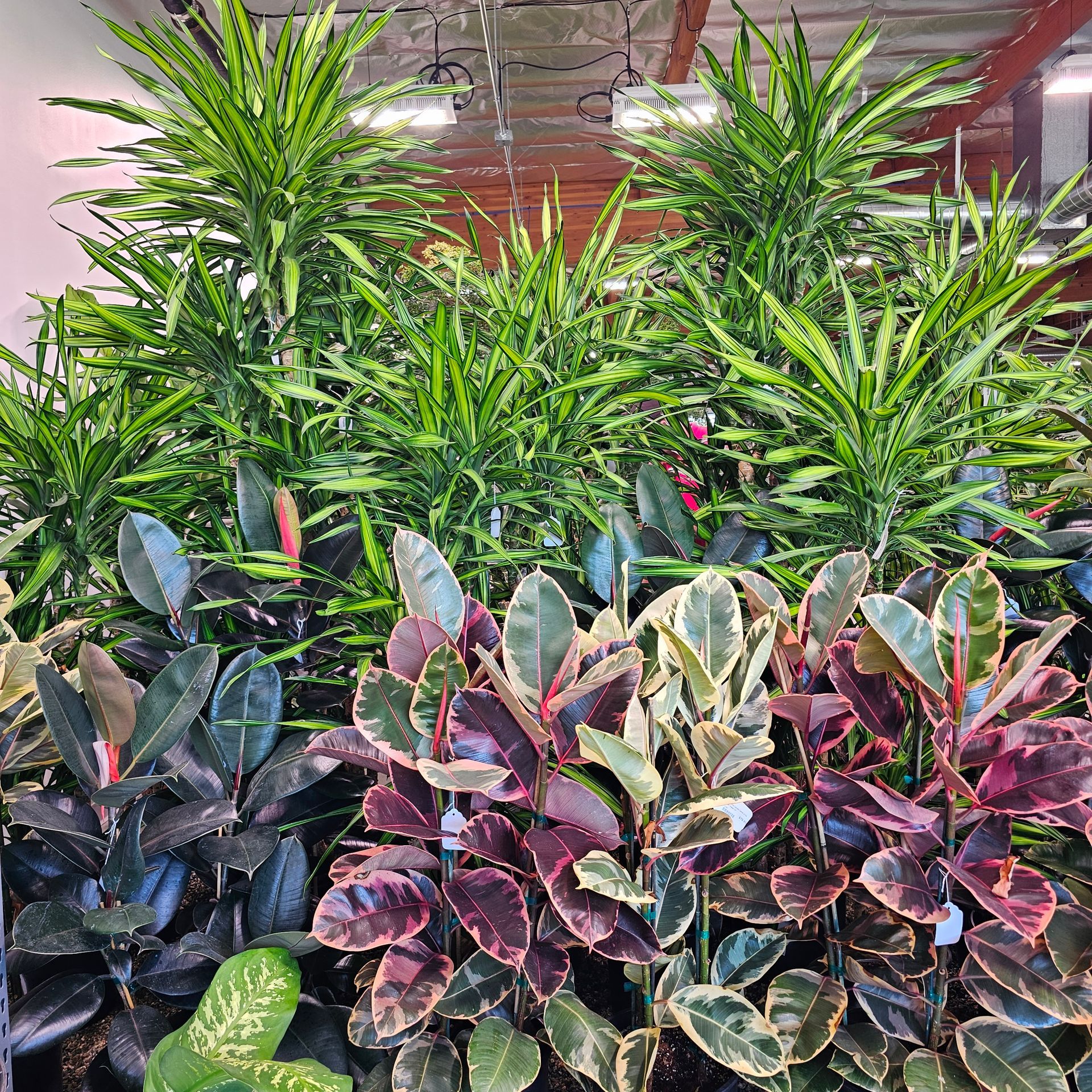 Rows of colorful indoor plants: green, burgundy, and variegated leaves. Shop setting.