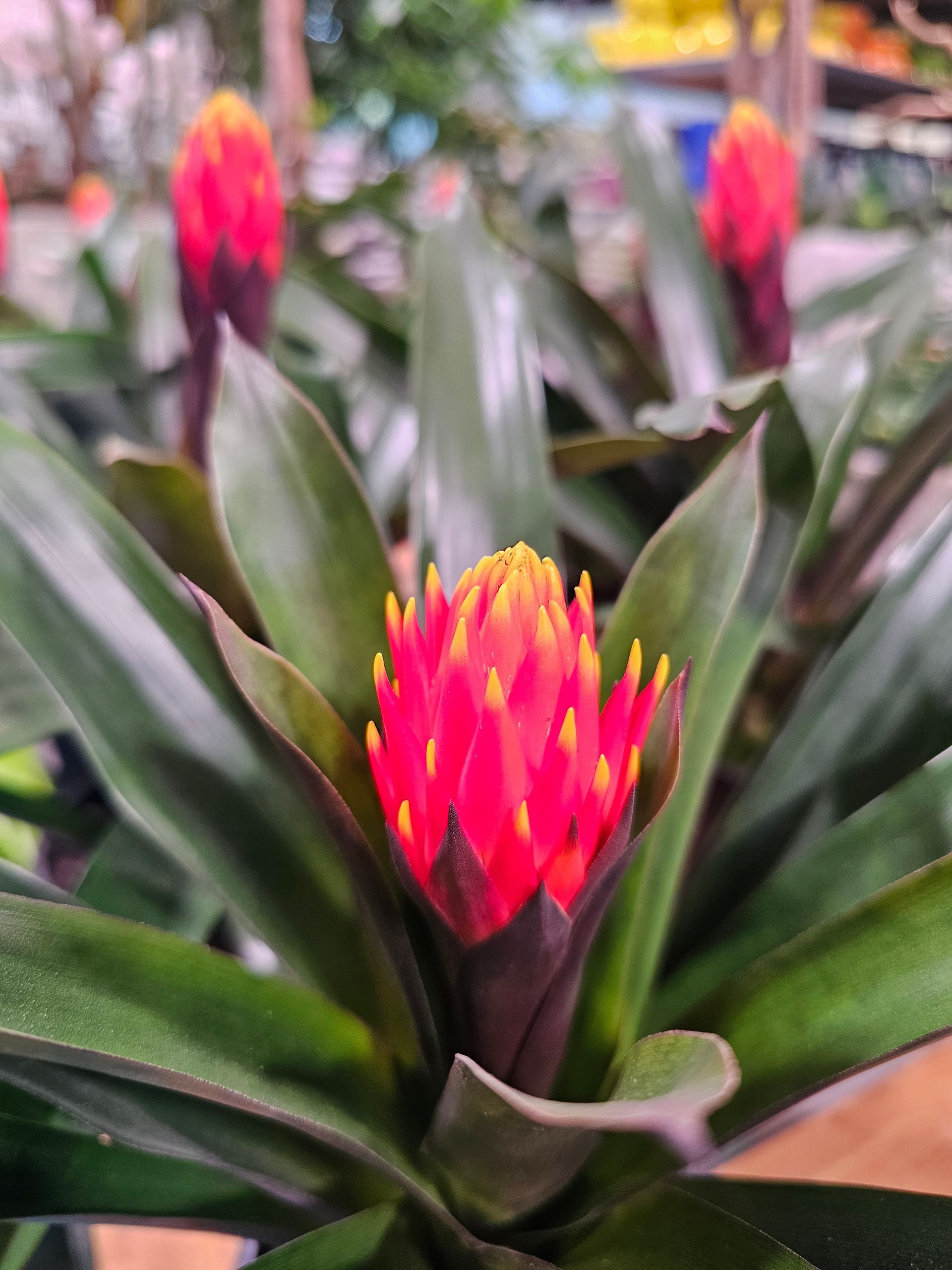 Bright red and yellow bromeliad flower with dark green leaves.