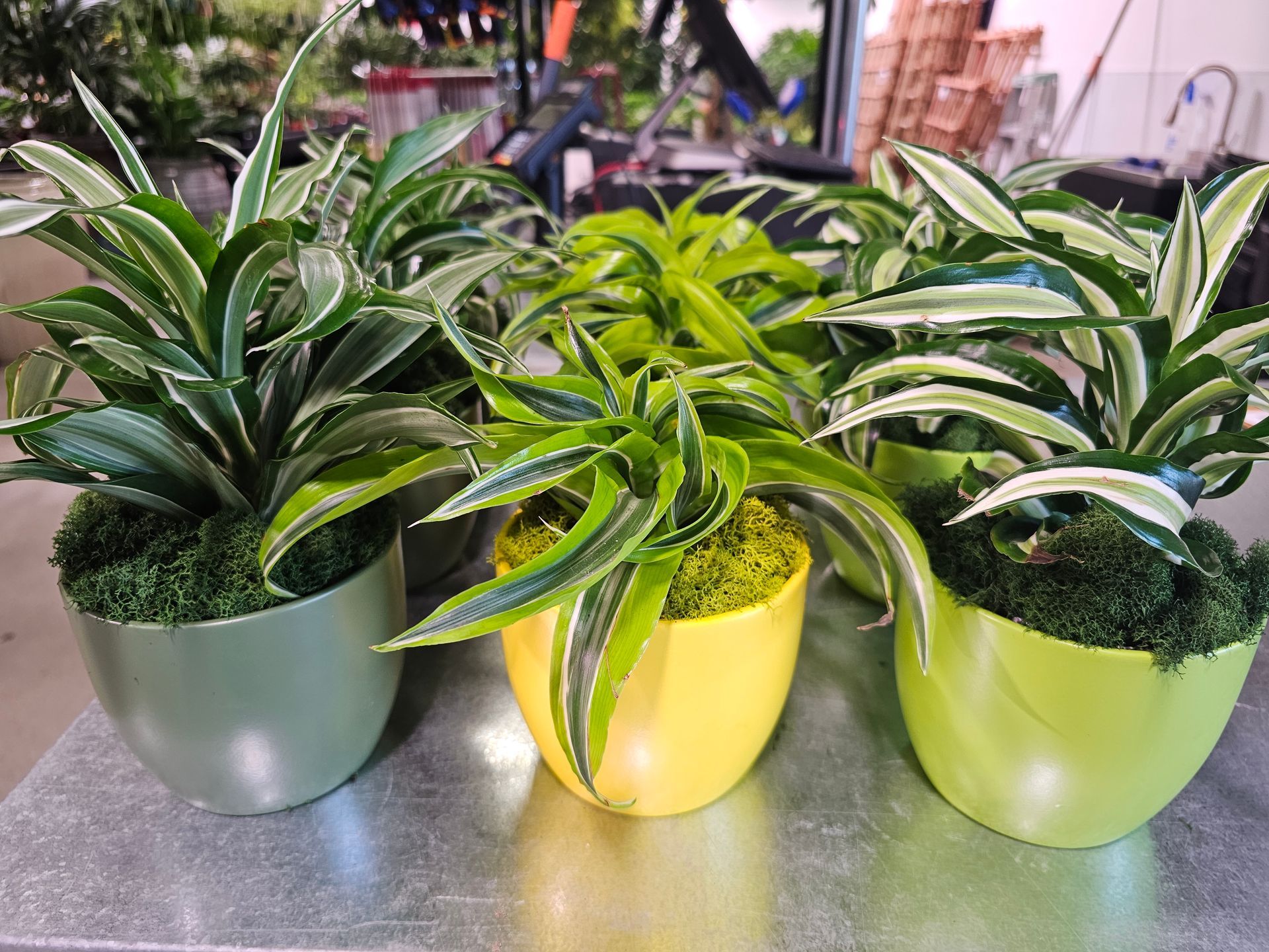 Three potted plants with green and white striped leaves in colorful pots, set on a metal surface.