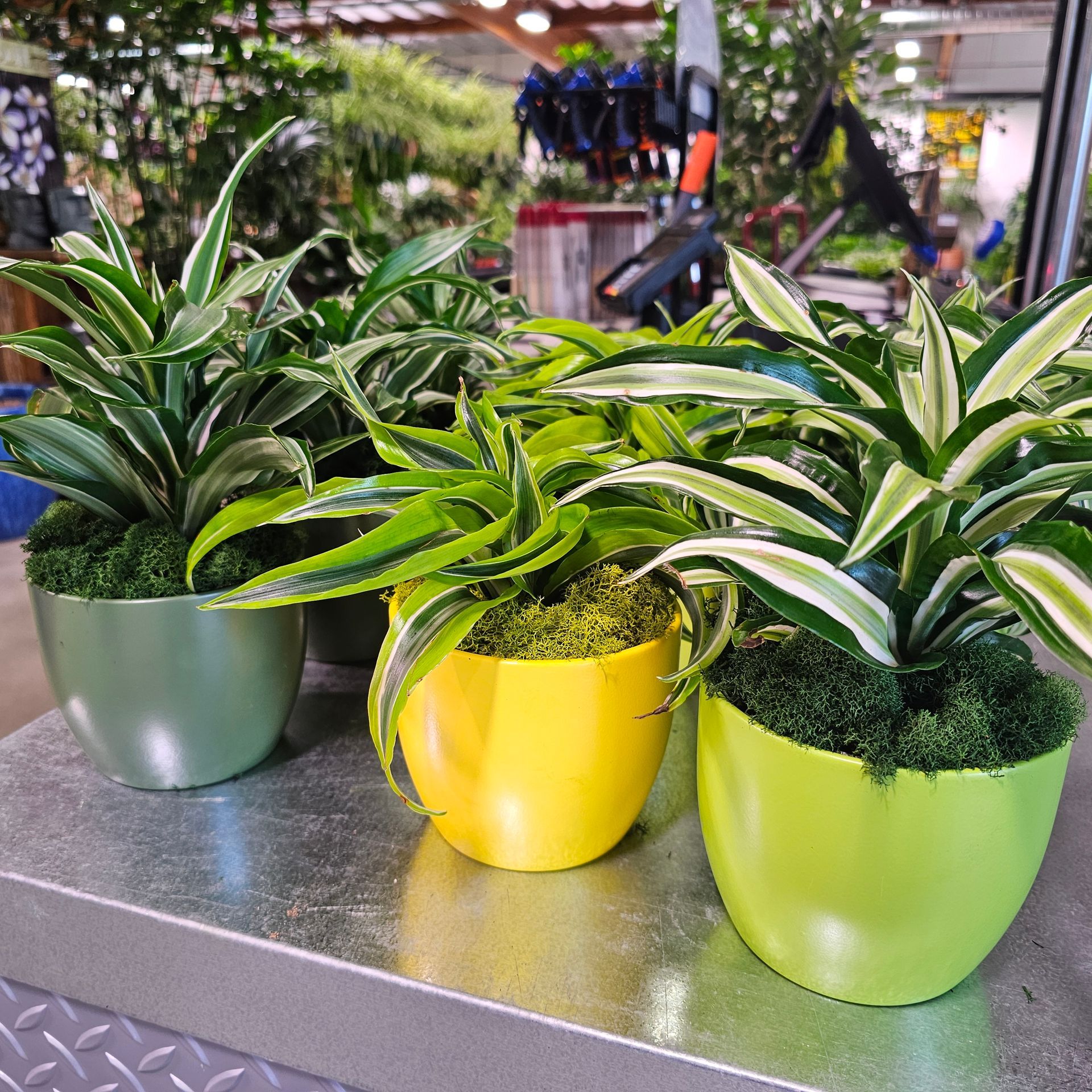 Three potted snake plants in brightly colored pots: green, yellow, and lime.