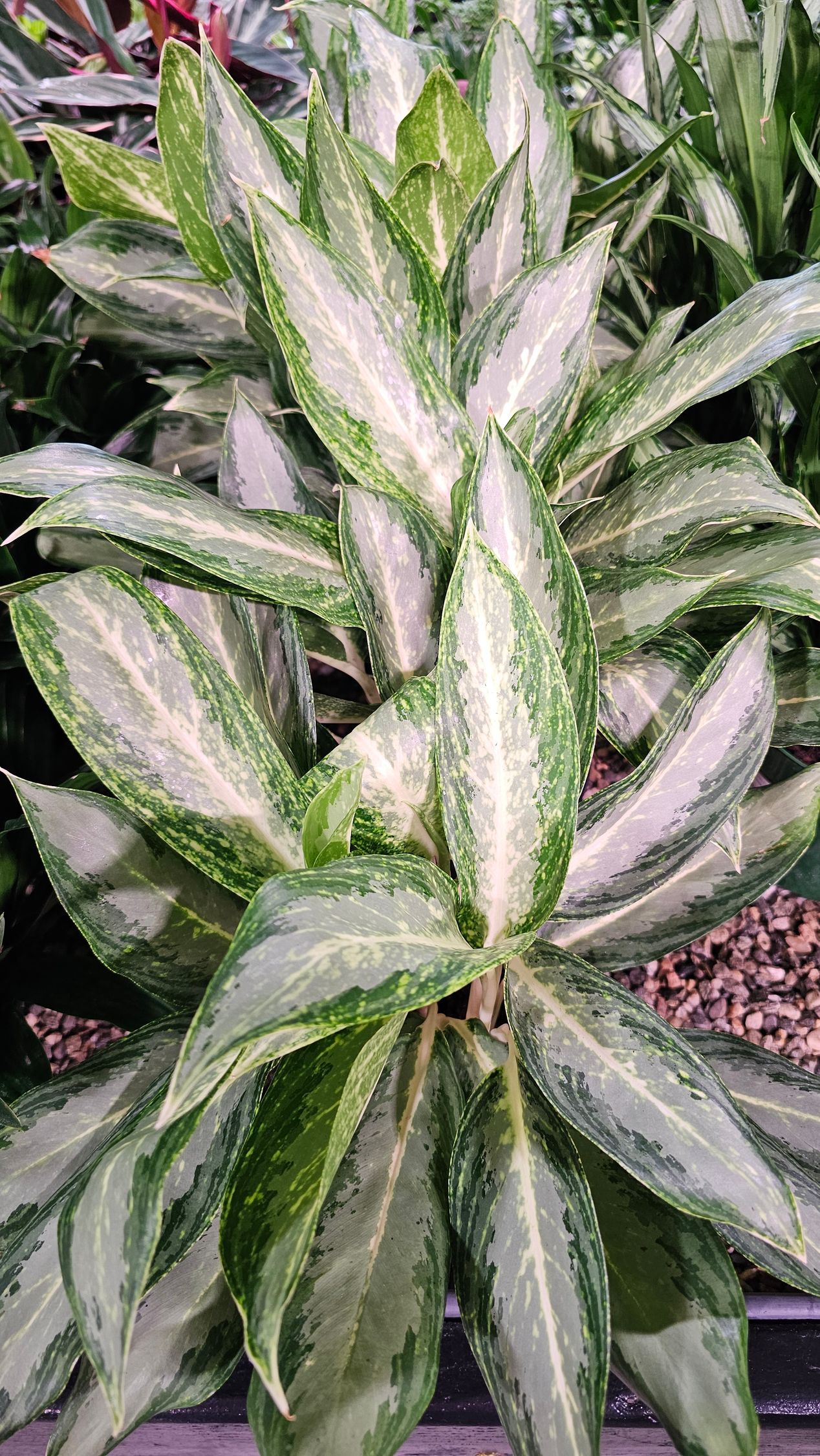 Aglaonema plant with green and white striped leaves.