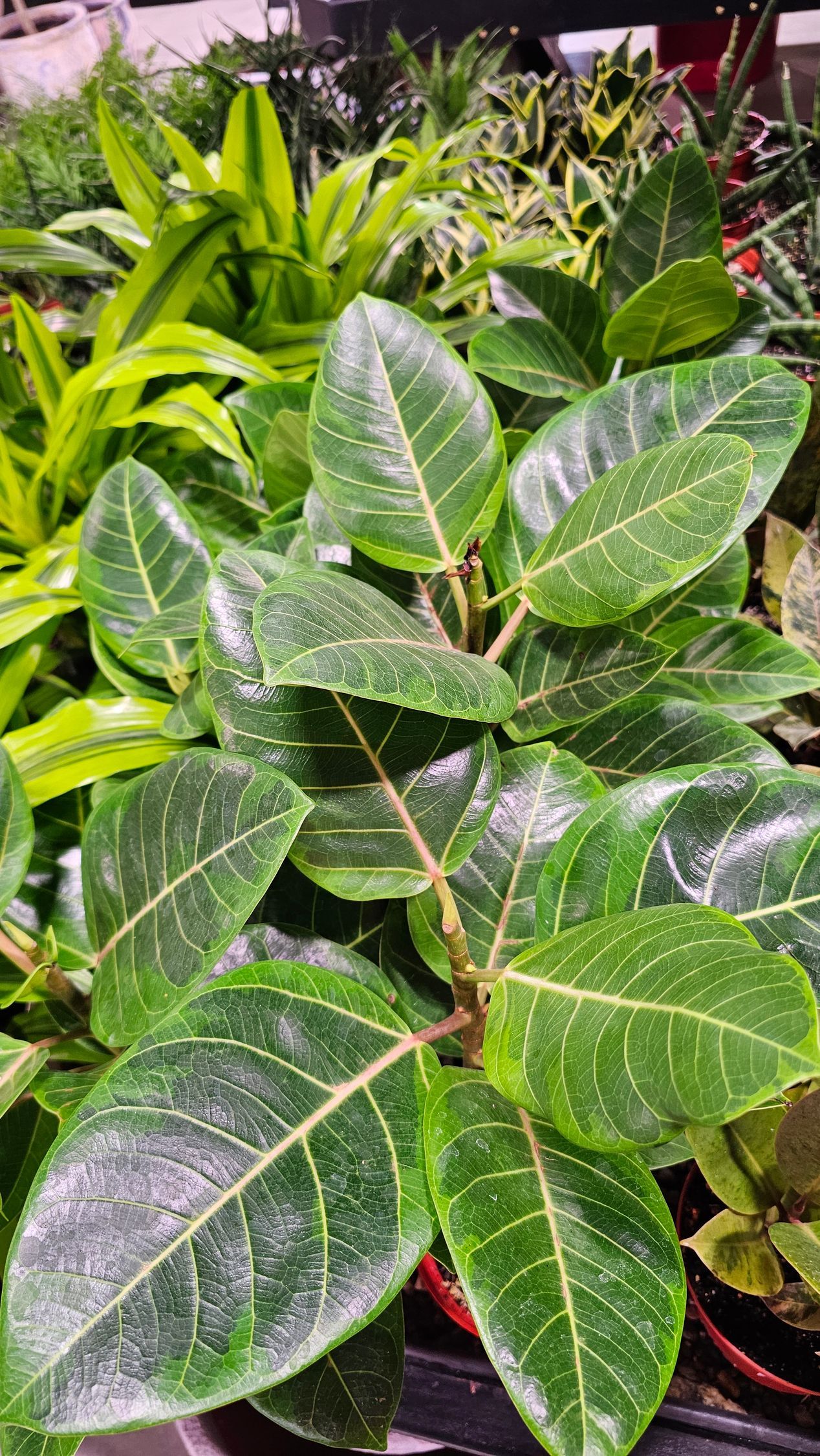 Green plant with oval leaves and prominent veins.