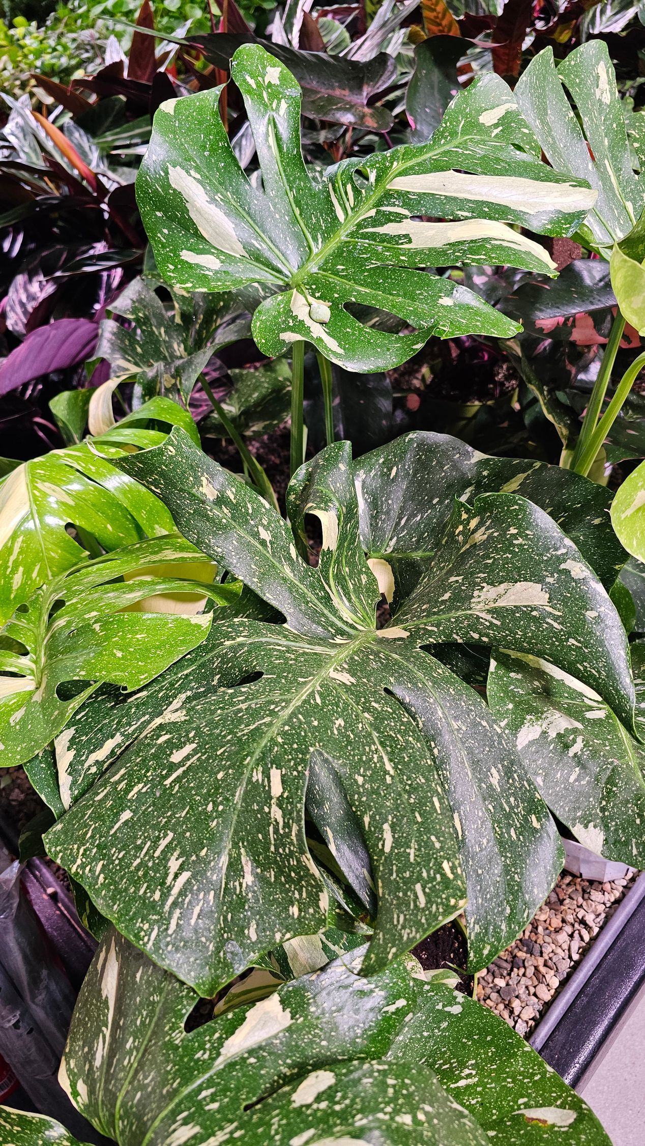 Variegated Monstera plant with green leaves and white spots.