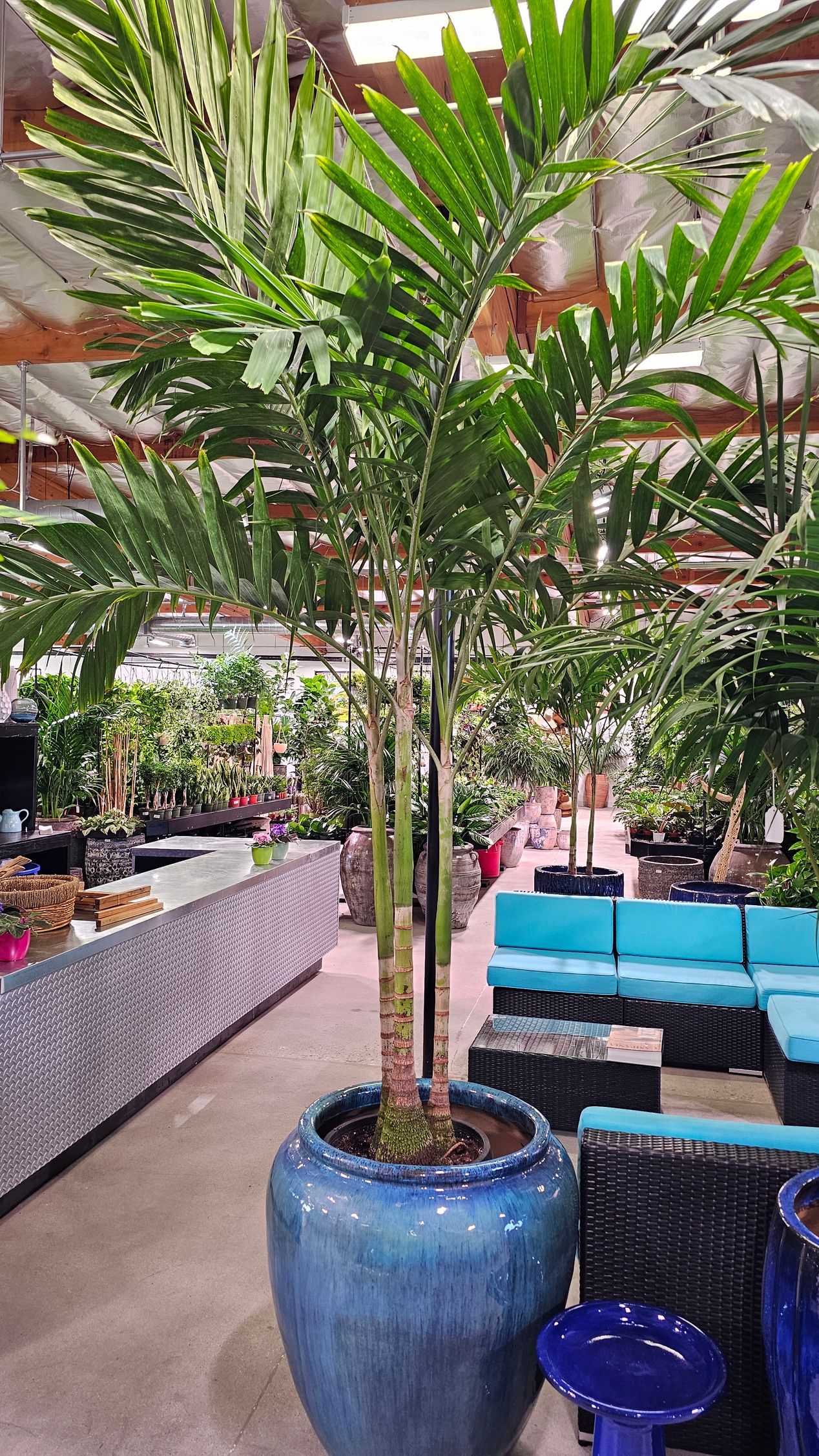 A tall palm tree with green fronds in a blue pot inside a shop with other plants and blue couches.